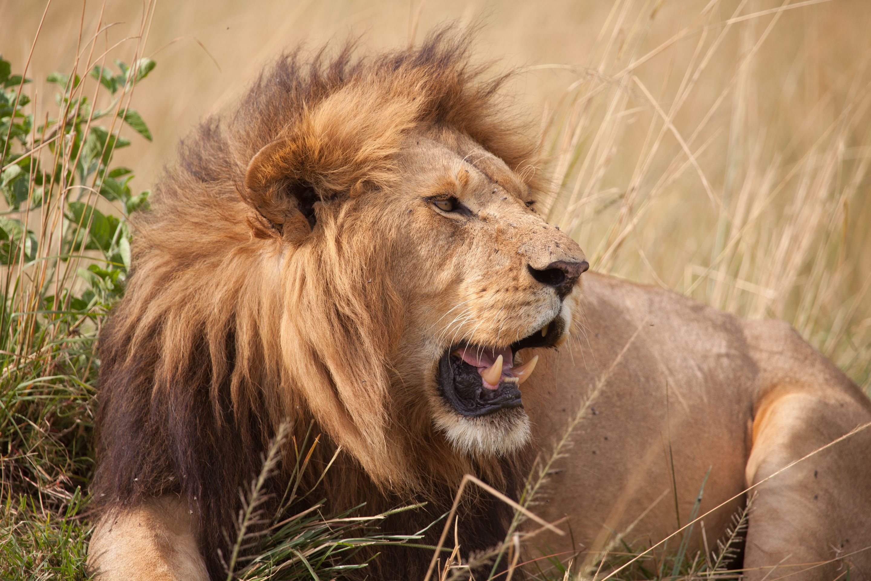 Day 4.5 Mara (48 of 63).jpg