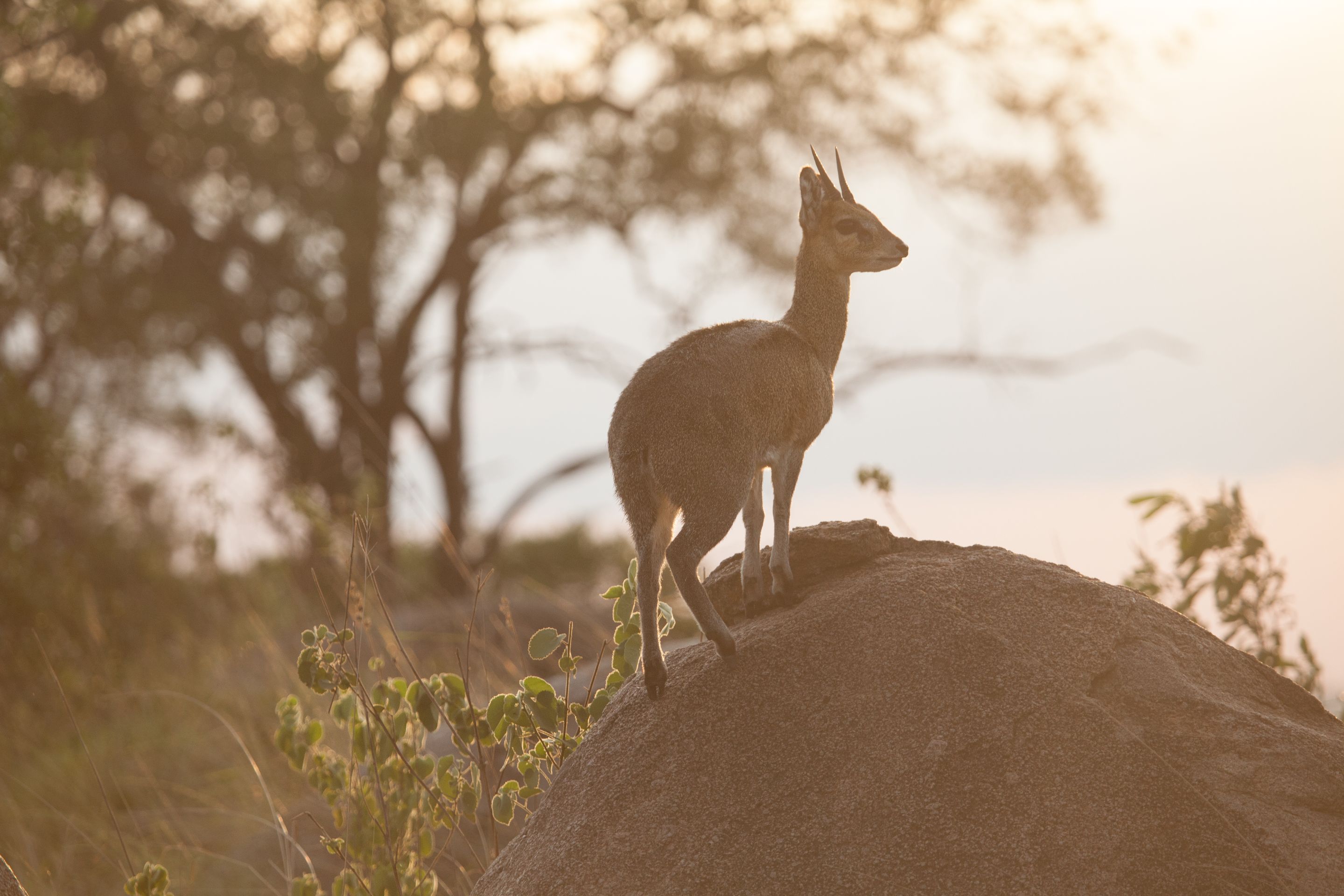 Day 5 Serengeti (65 of 65).jpg