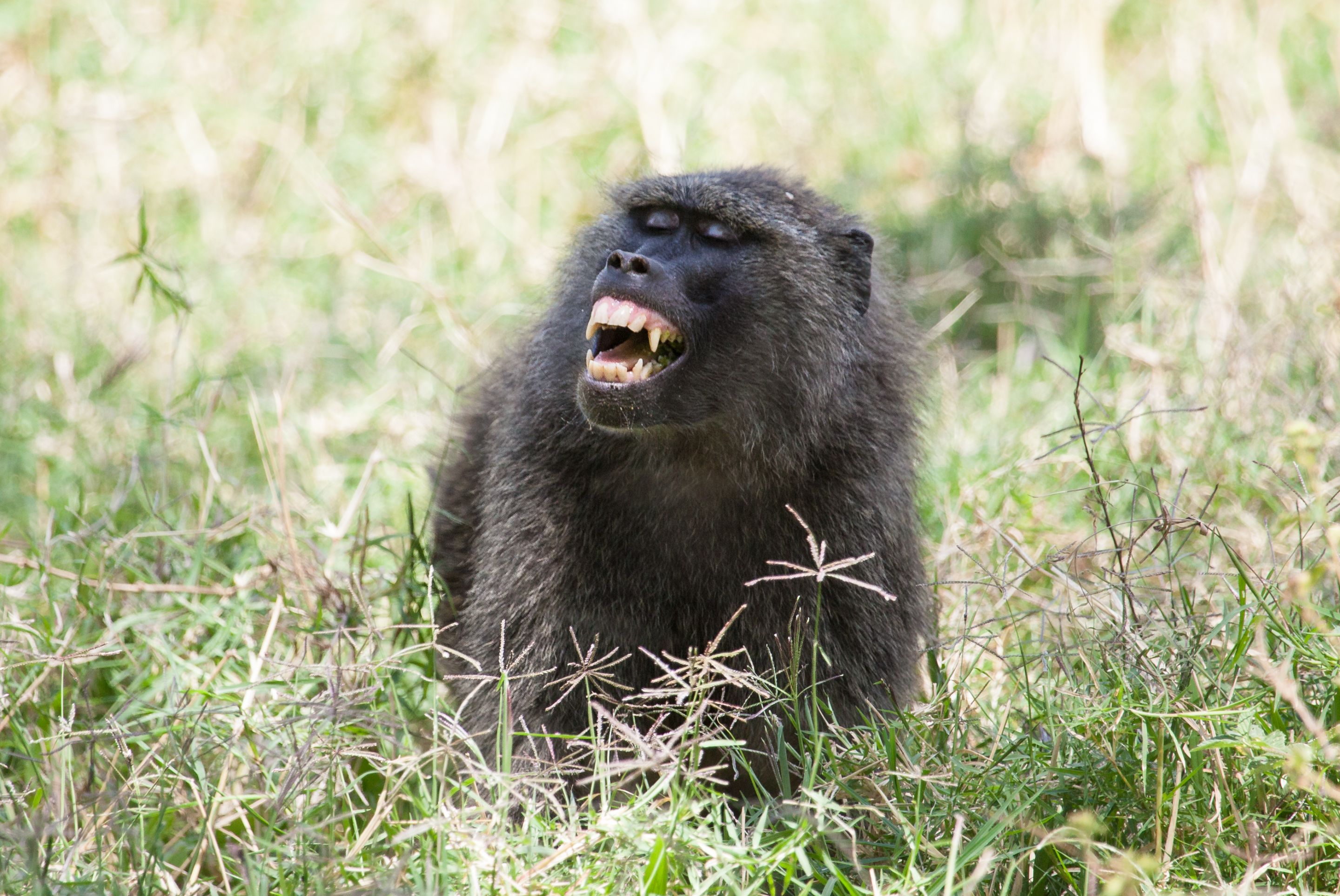 Day 2 Mara (117 of 117).jpg