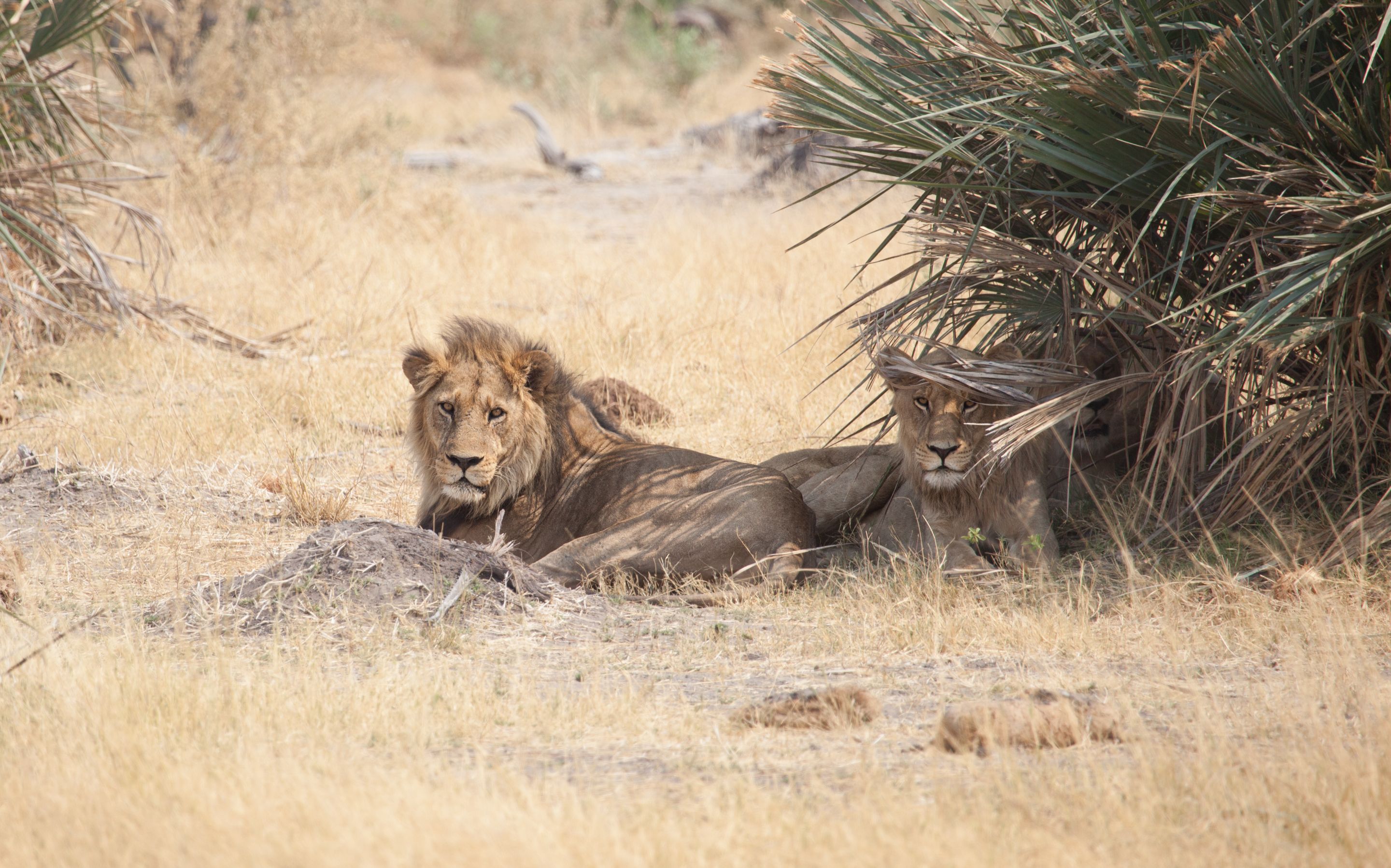 Day 19 Okavango Sandibe (16 of 27).jpg