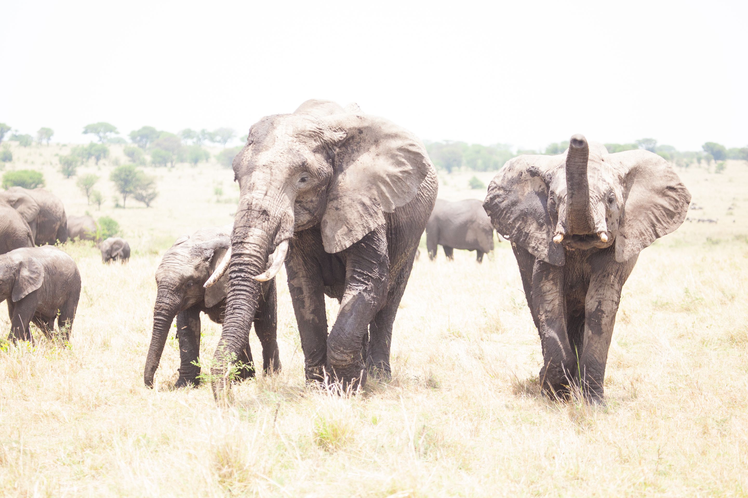 Day 6 Serengeti (61 of 62).jpg