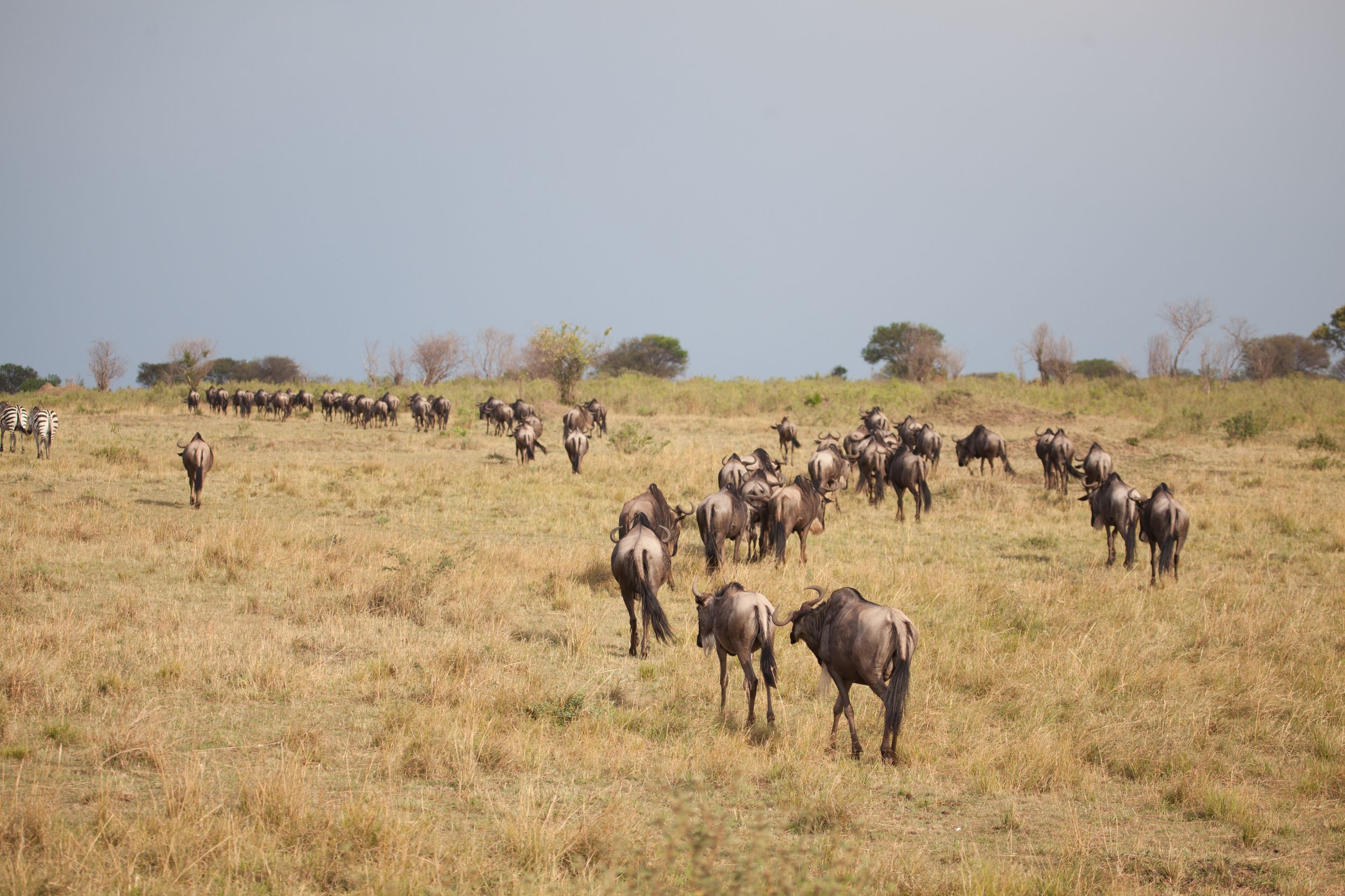 Day 5 Serengeti (39 of 65).jpg