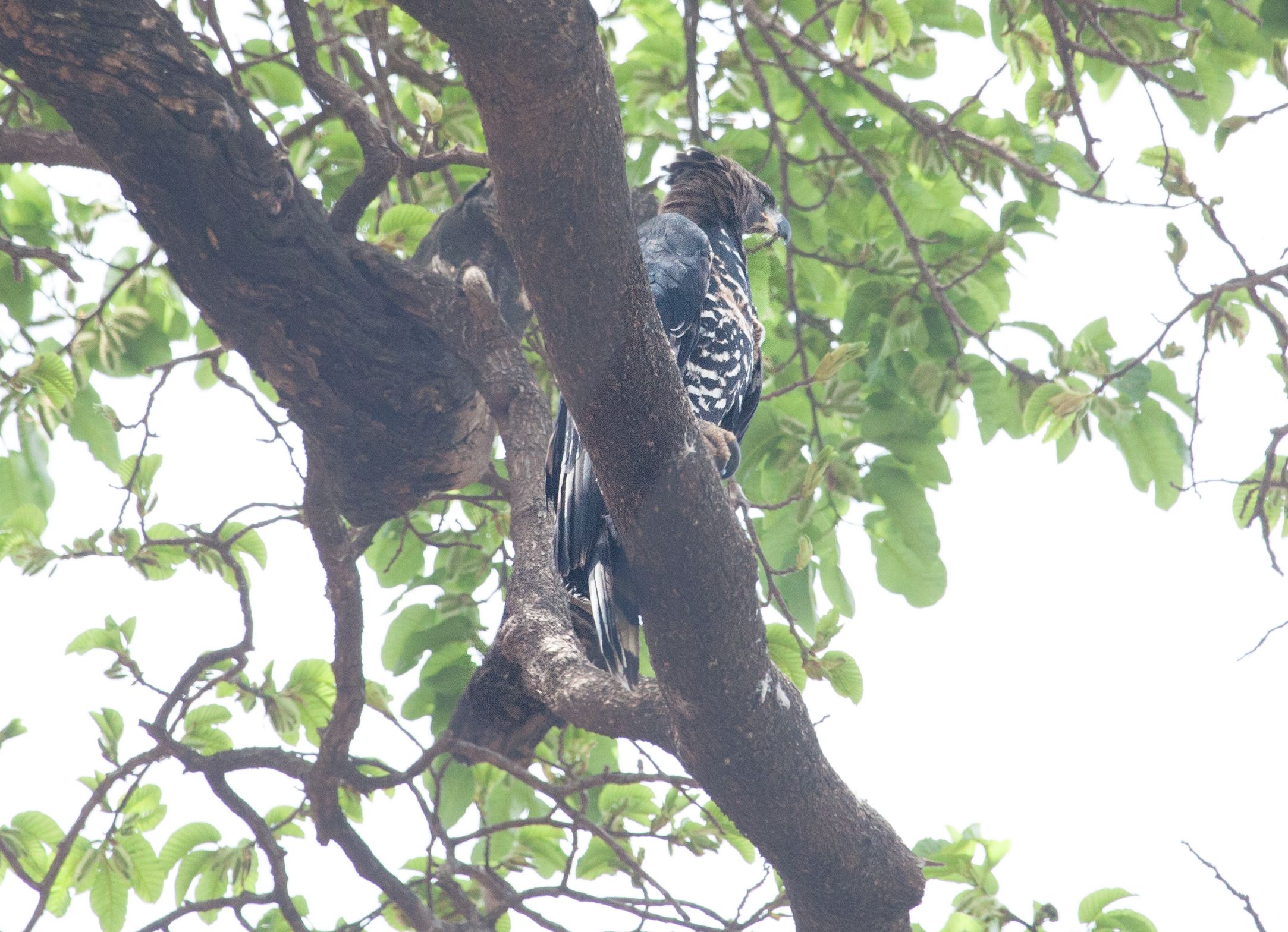 Day 7 Lake Manyara (43 of 103).jpg