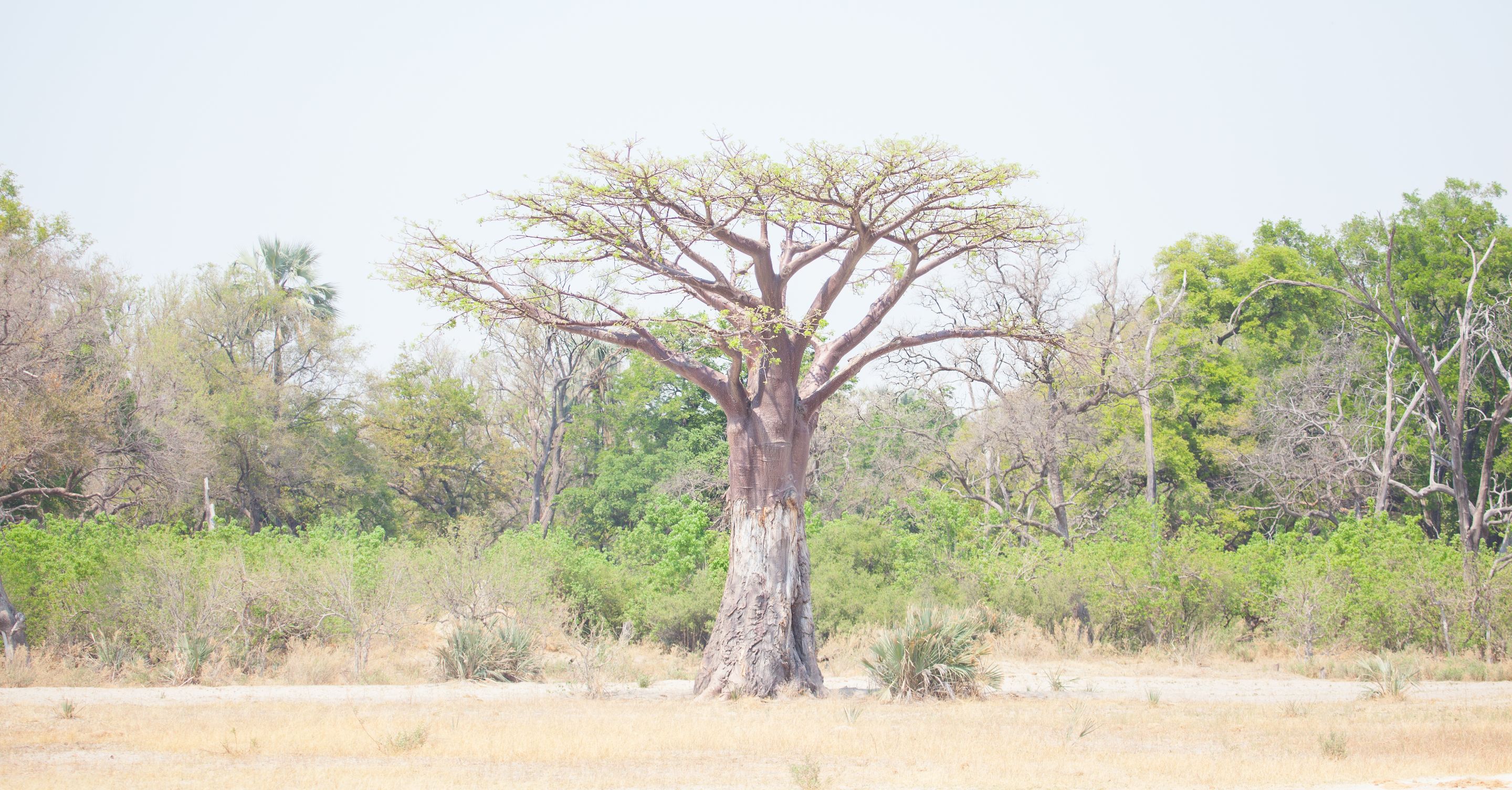 Day 19 Okavango Sandibe (24 of 27).jpg