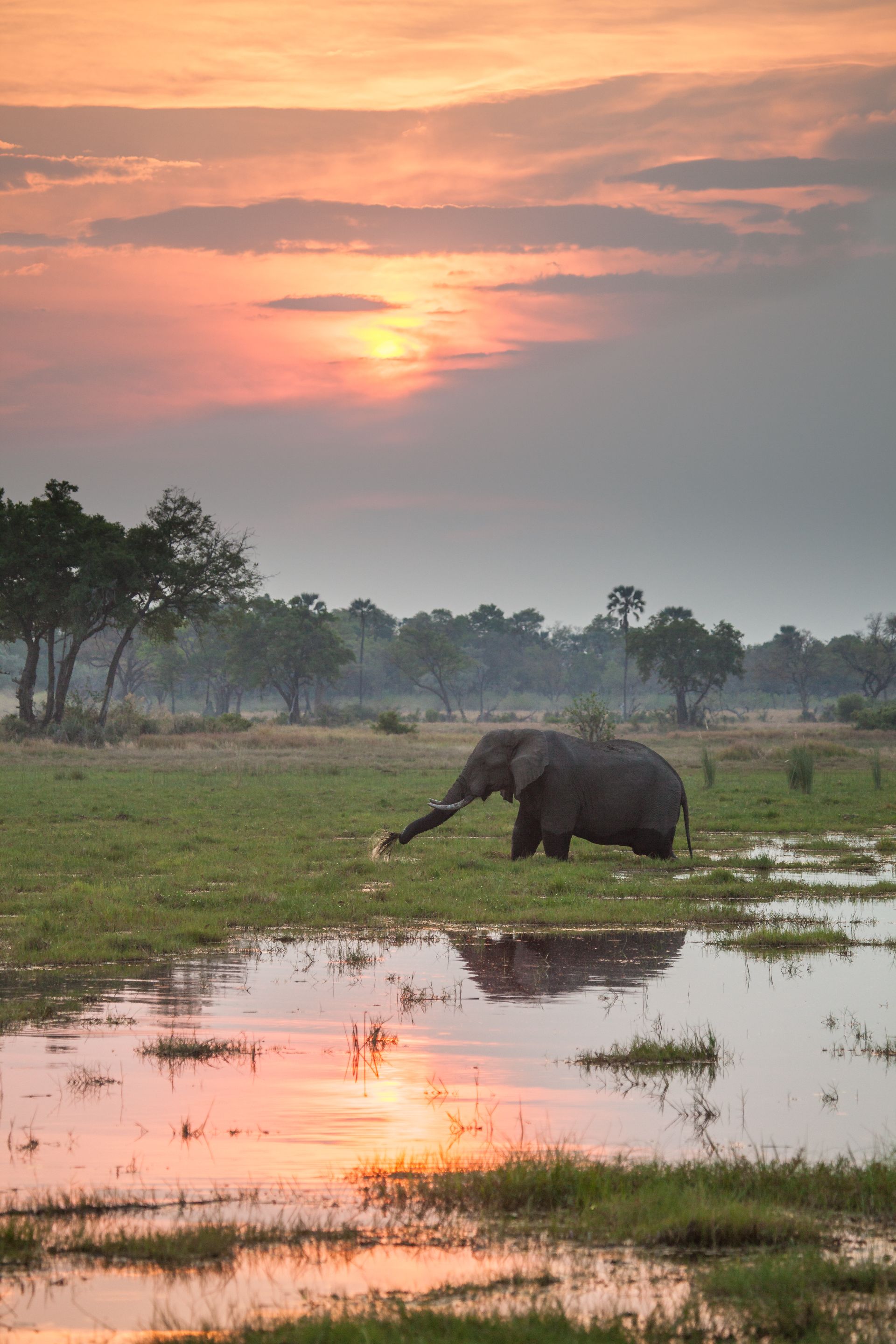 Day 18 Okavango Sandibe (40 of 69).jpg