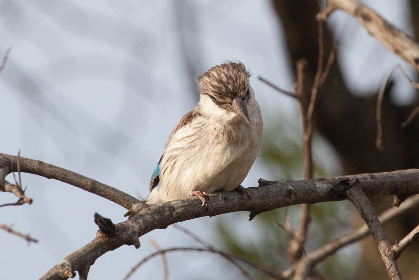 Day 5 Serengeti (42 of 65).jpg