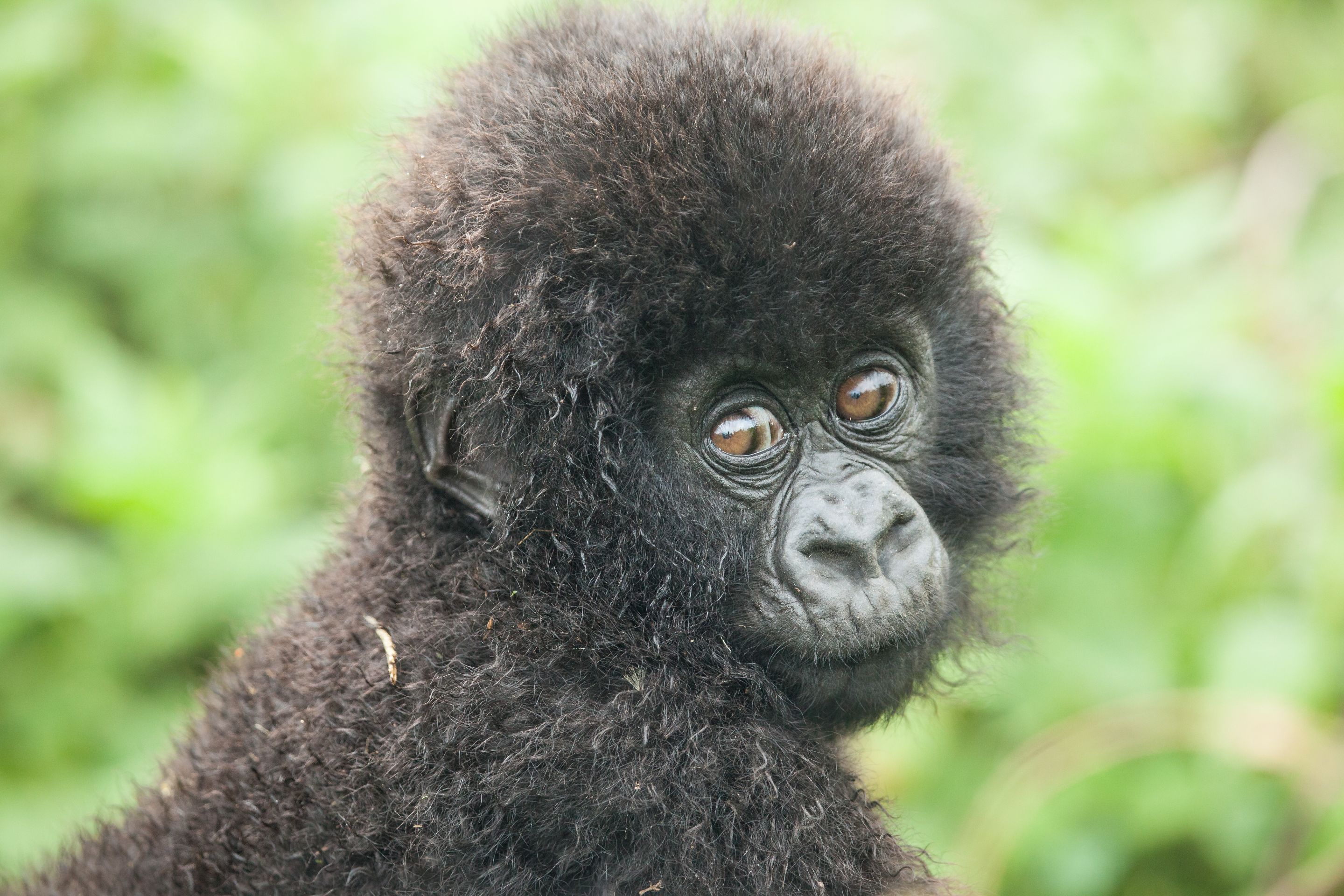 Day 10 Gorillas (51 of 61).jpg