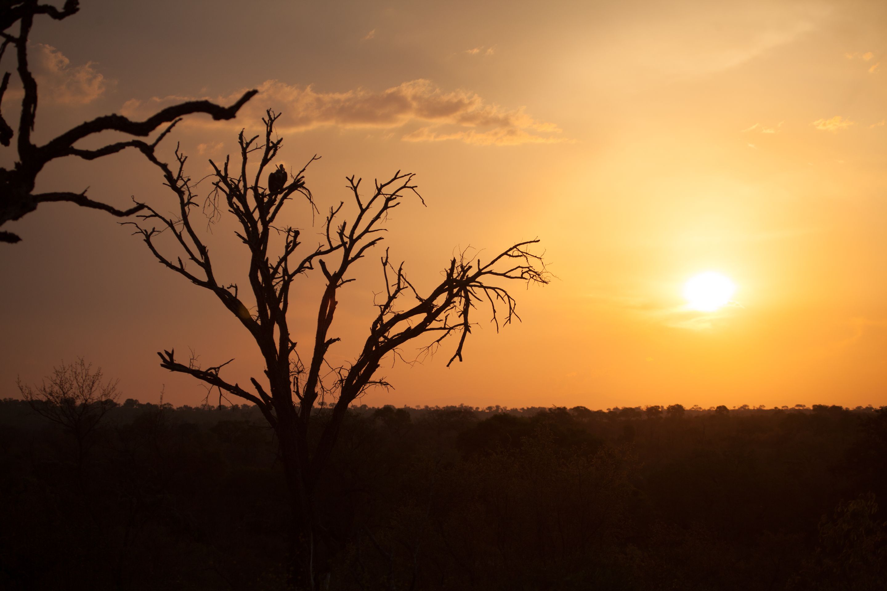 Day 16 SabiSands (8 of 28).jpg