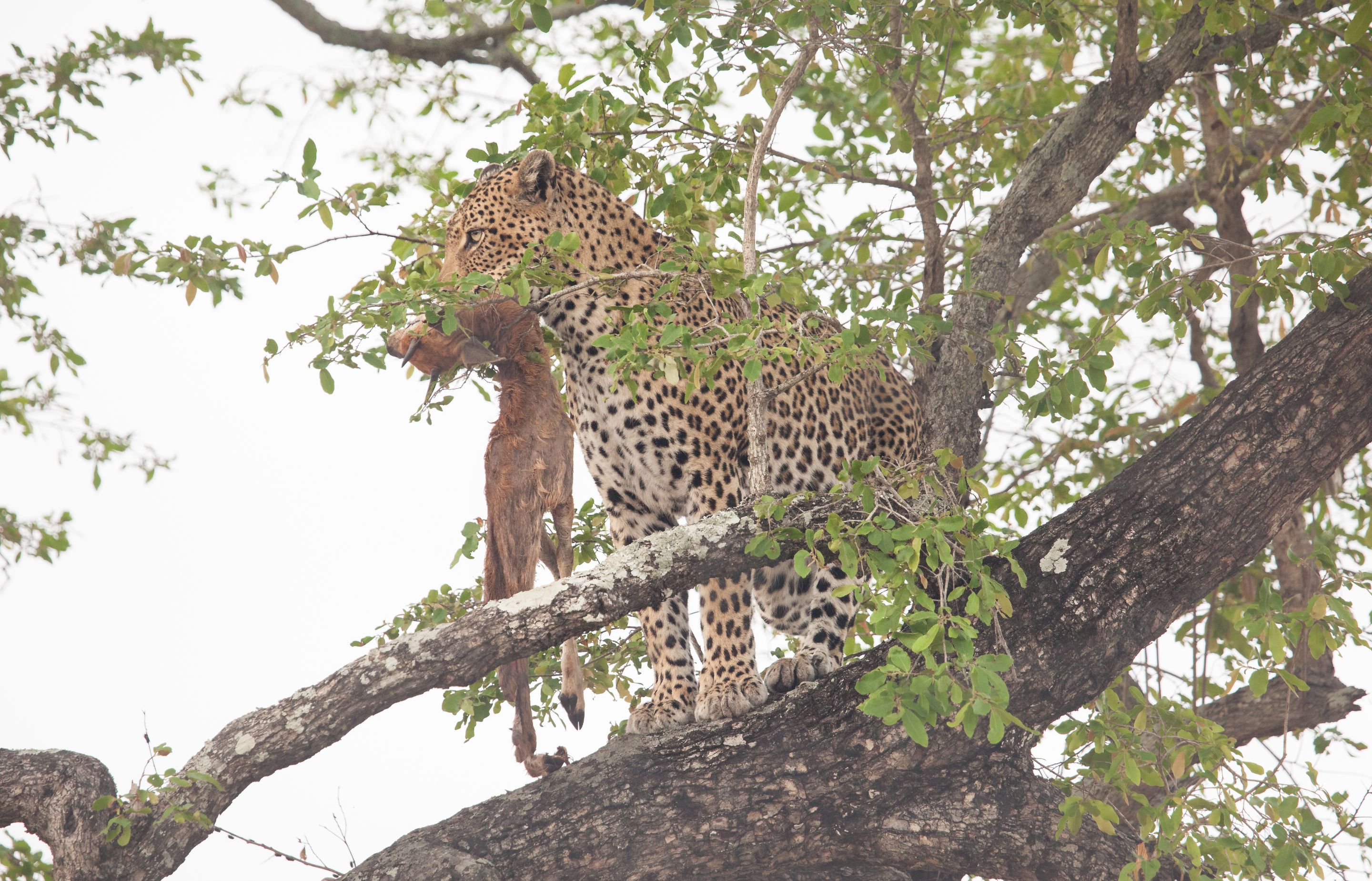 Day 14 SabiSands (42 of 67).jpg