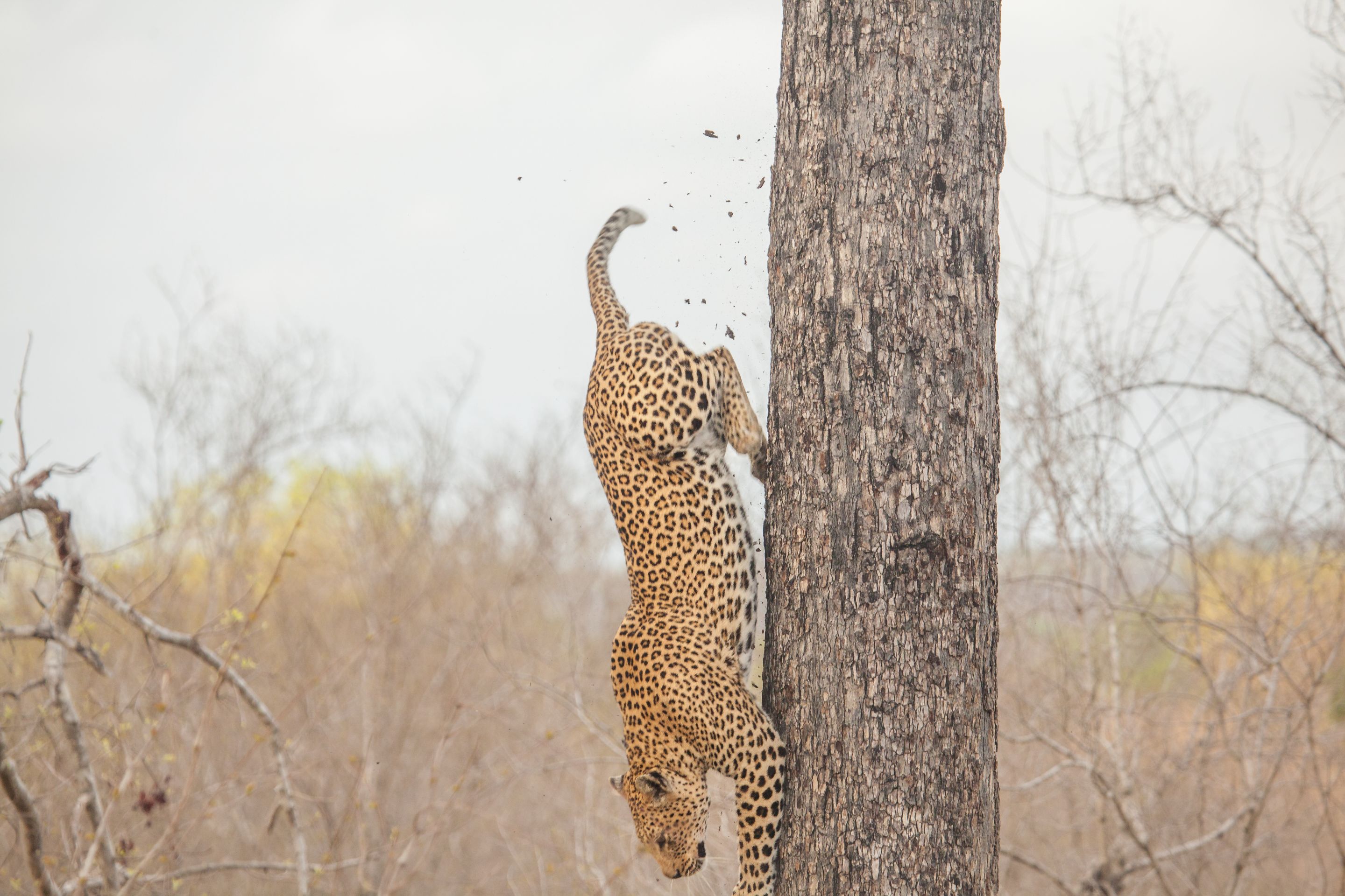 Day 14 SabiSands (57 of 67).jpg