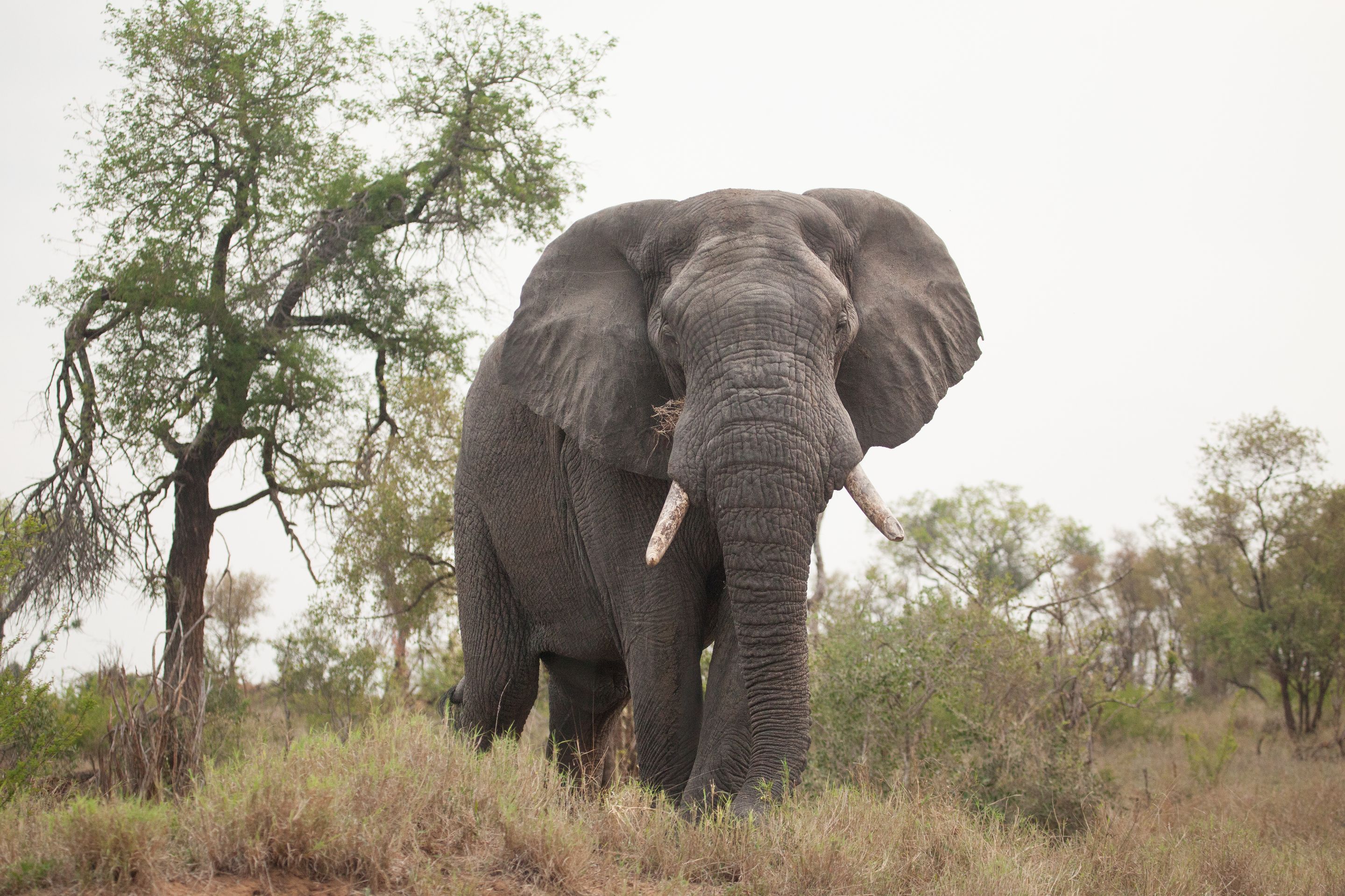 Day 14 SabiSands (20 of 67).jpg