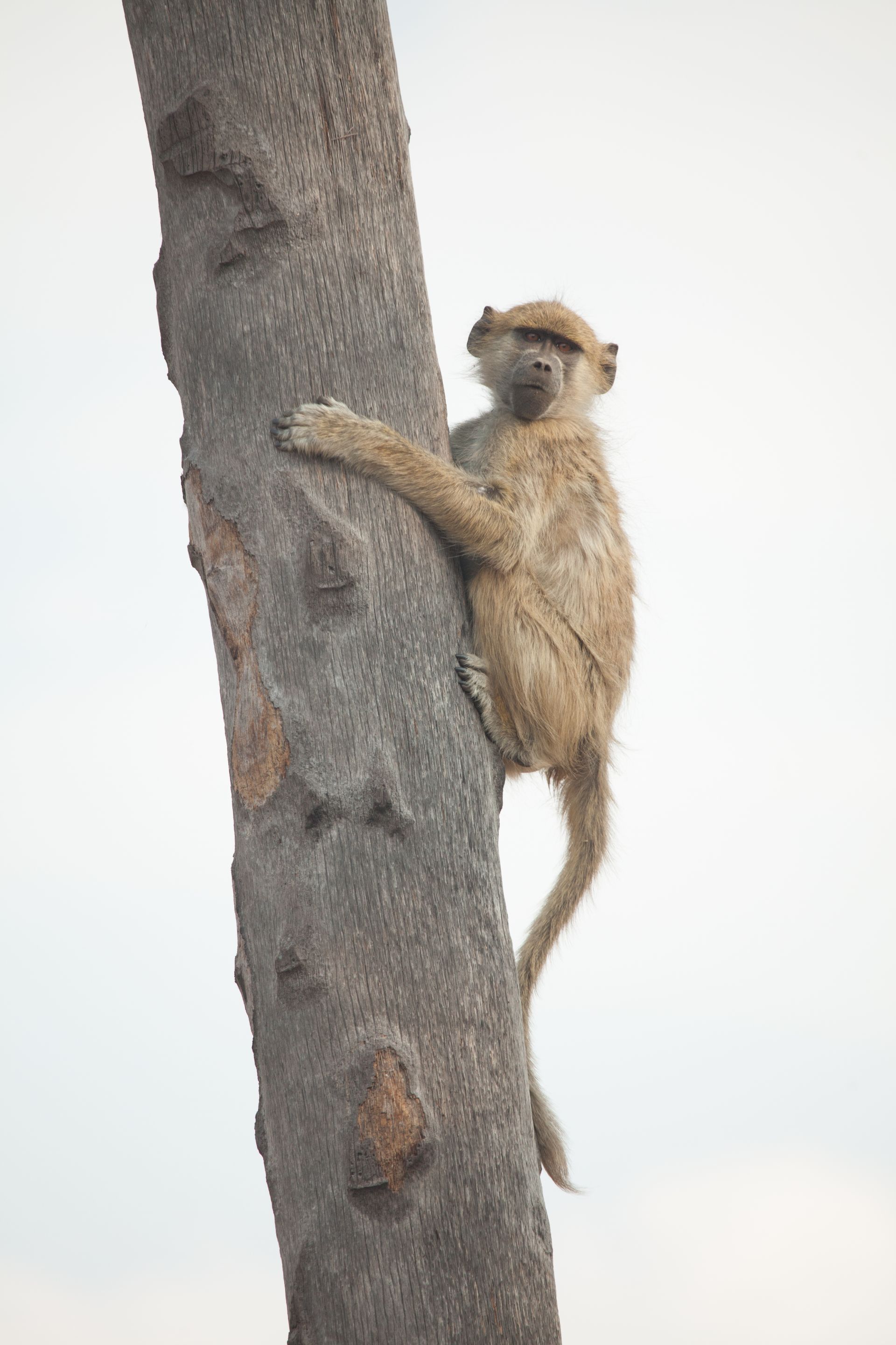 Day 18 Okavango Sandibe (4 of 69).jpg