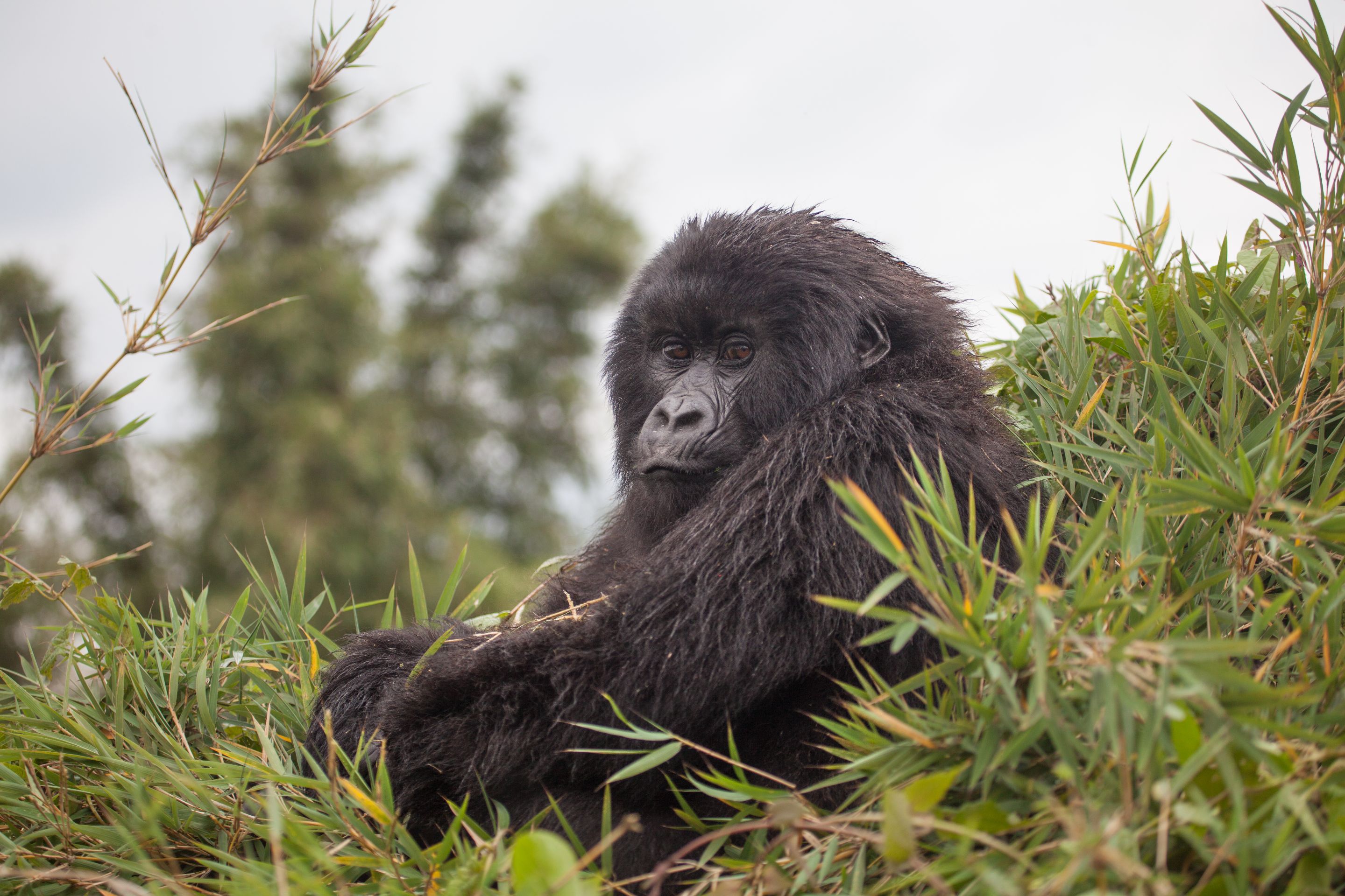 Day 10 Gorillas (29 of 61).jpg