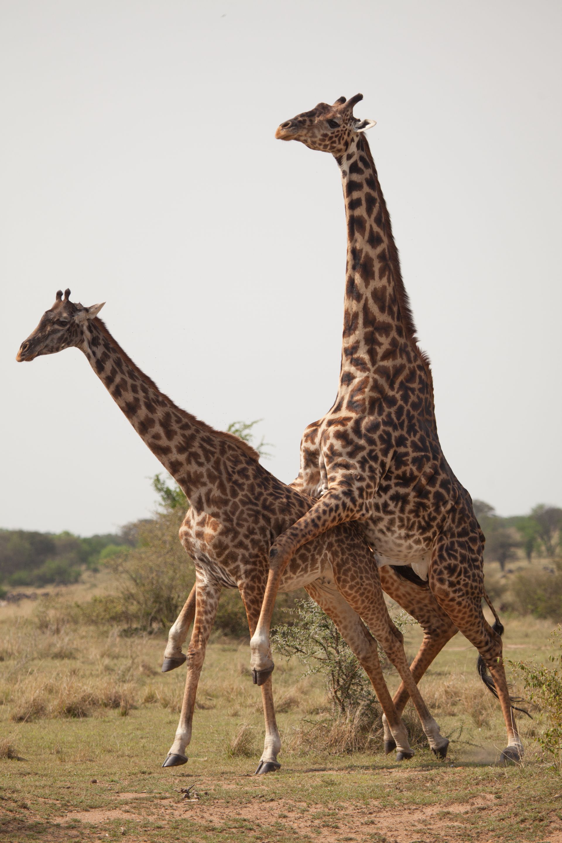 Day 7 Lake Manyara (35 of 103).jpg