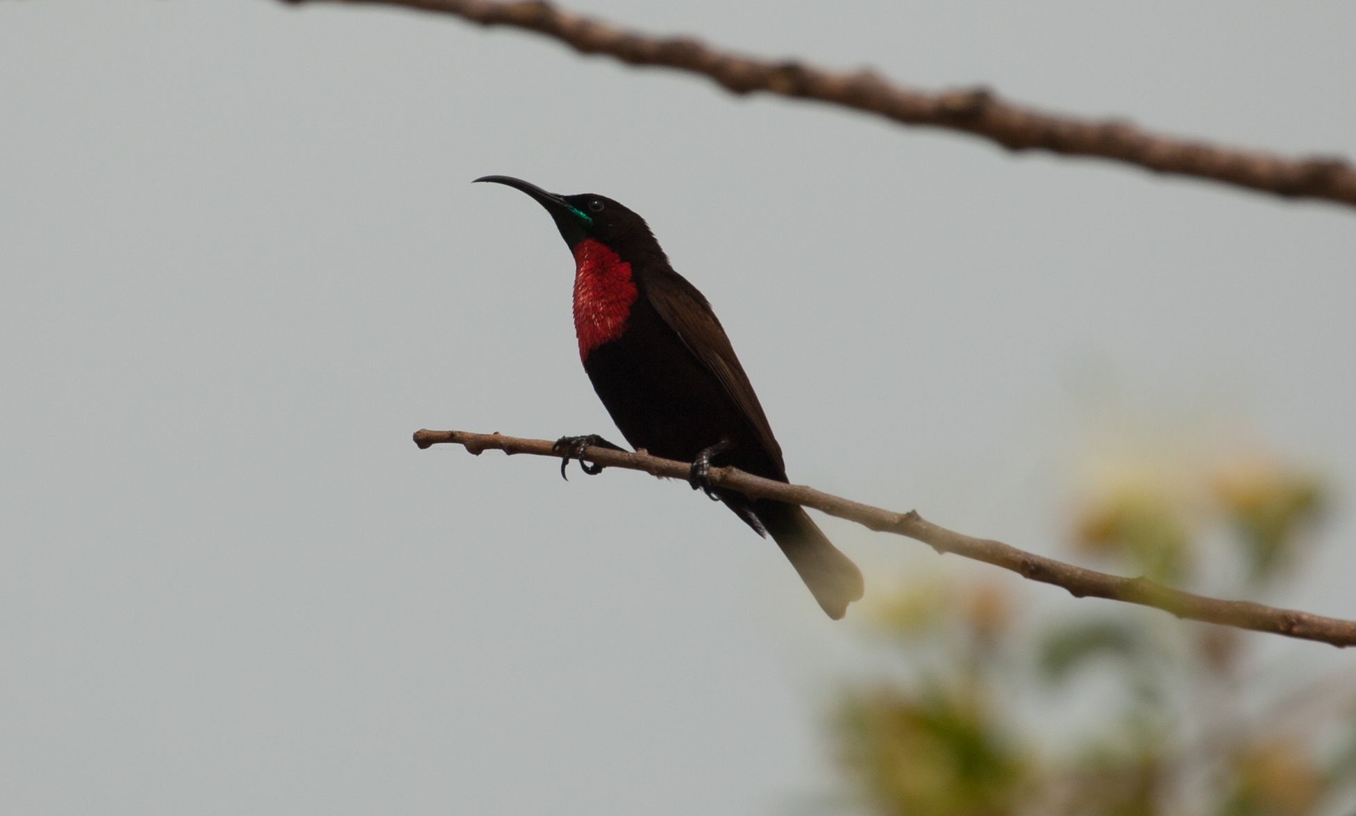 Day 14 SabiSands (13 of 67).jpg