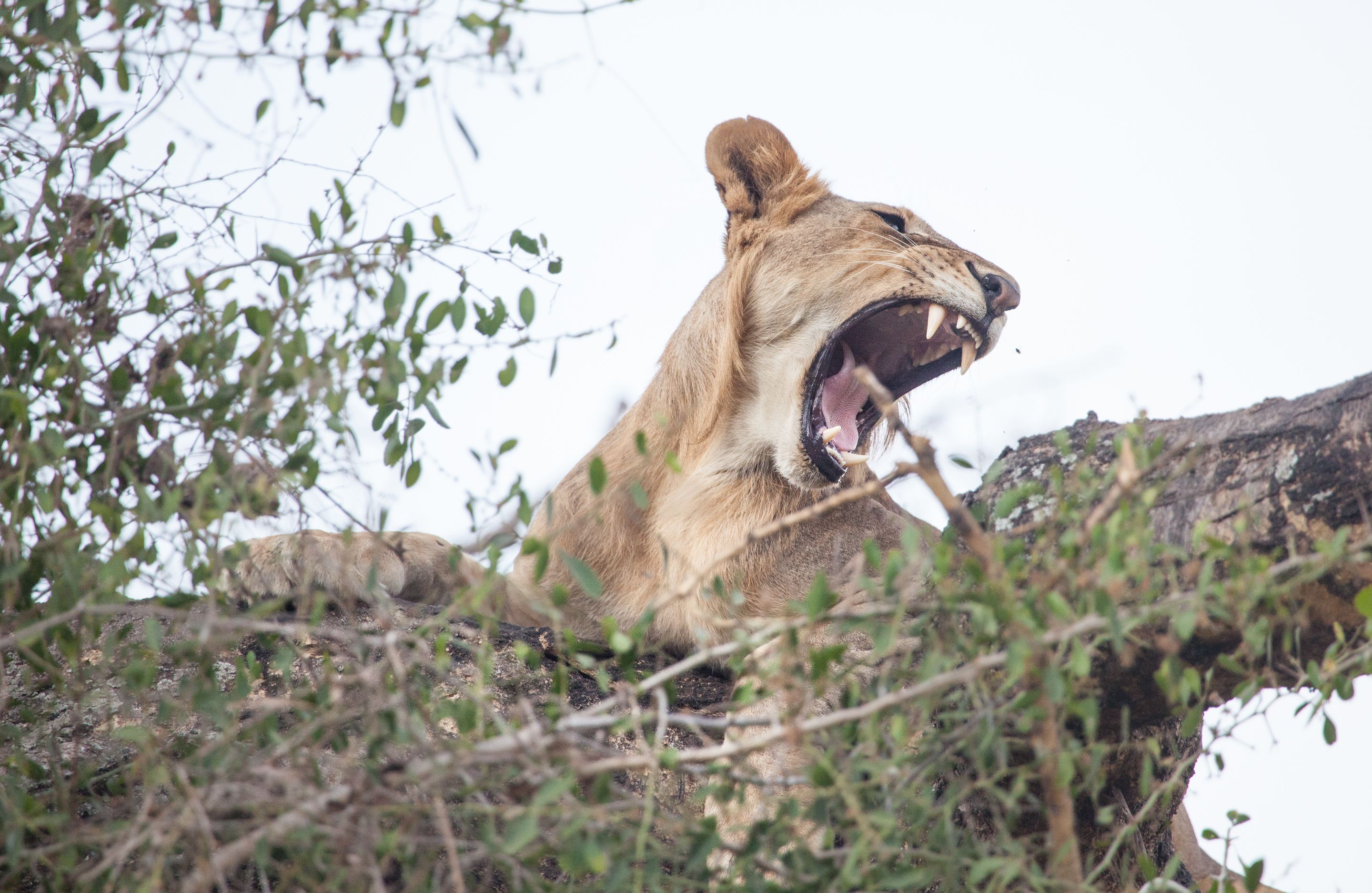 Day 7 Lake Manyara (89 of 103).jpg