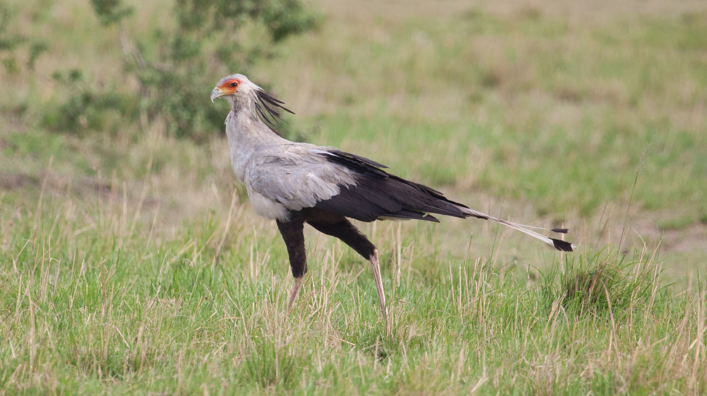 Day 5 Serengeti (43 of 65).jpg
