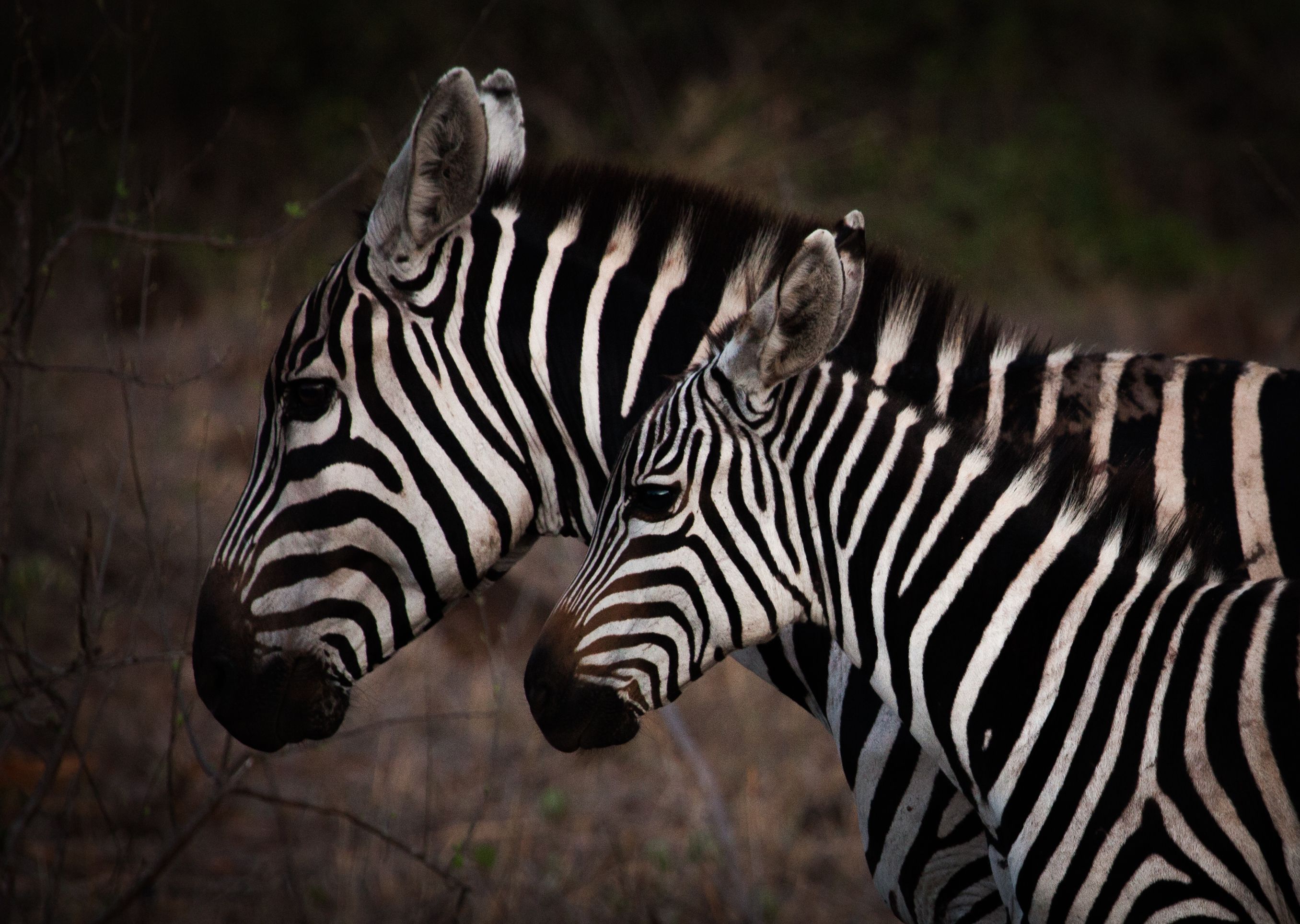 Tsavo Day2 & Amboseli (9 of 50).jpg