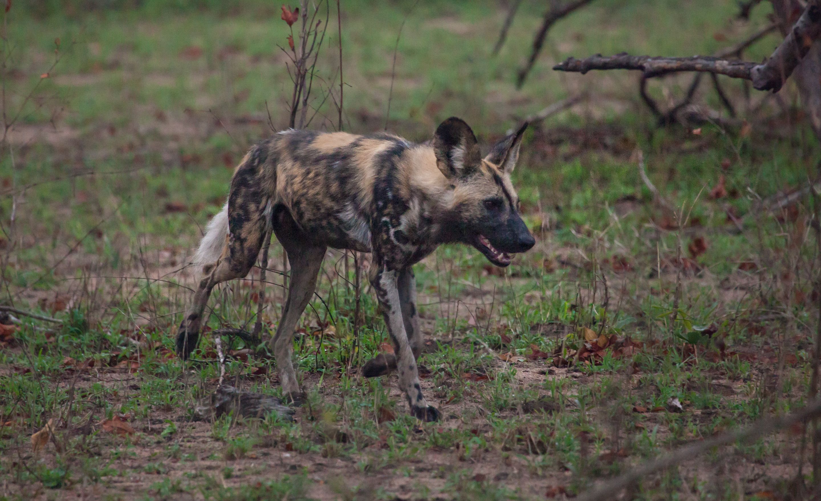 Day 12 SabiSands (31 of 43).jpg