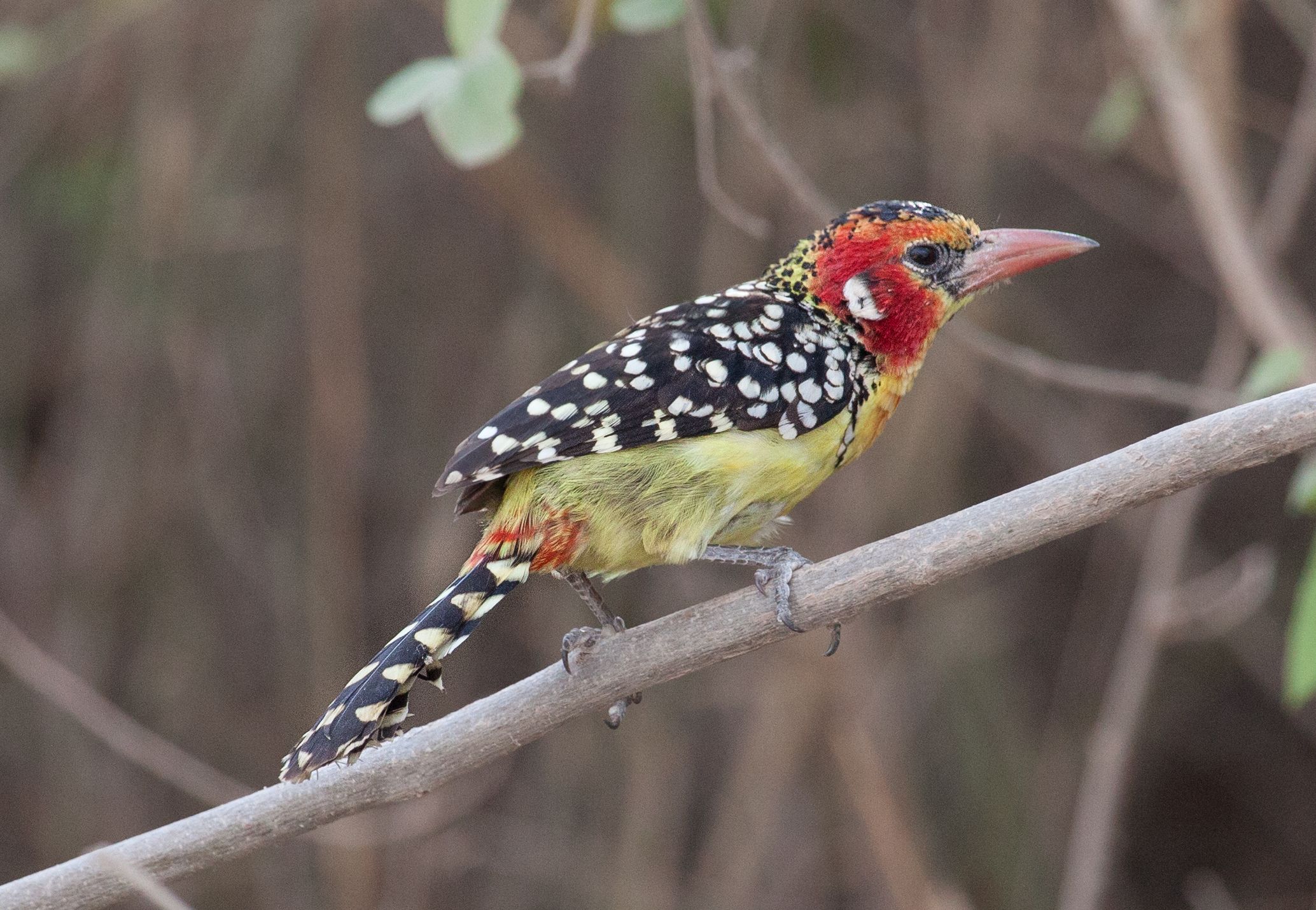Day 7 Lake Manyara (54 of 103).jpg