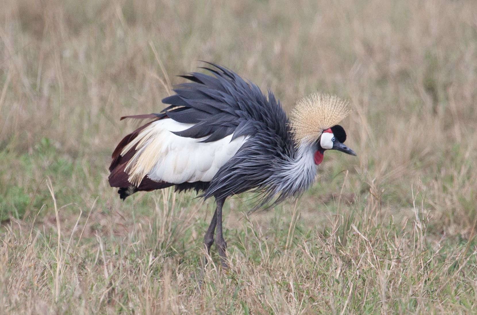 Day 3 Mara (7 of 44).jpg