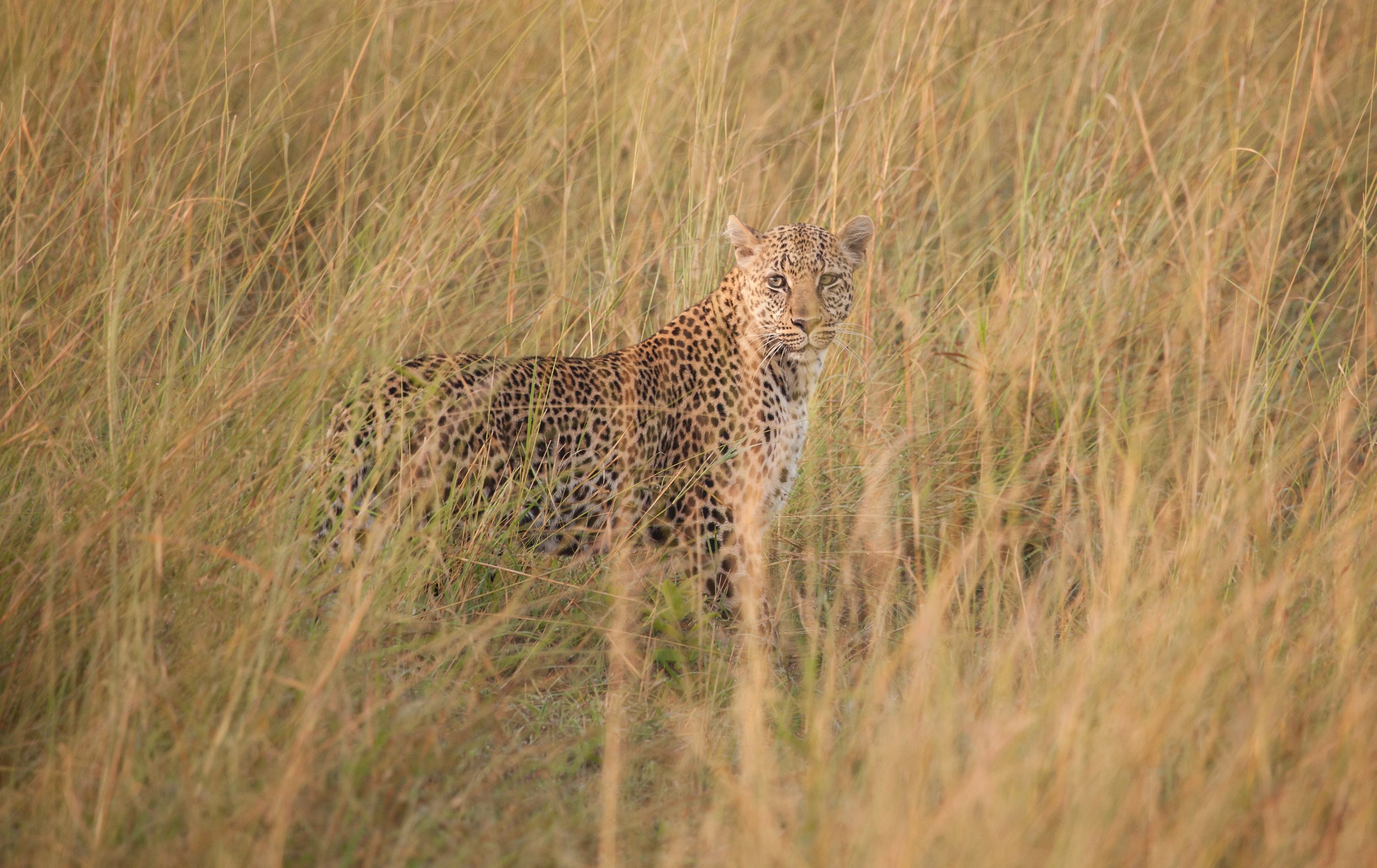 Day 6 Serengeti (12 of 62).jpg