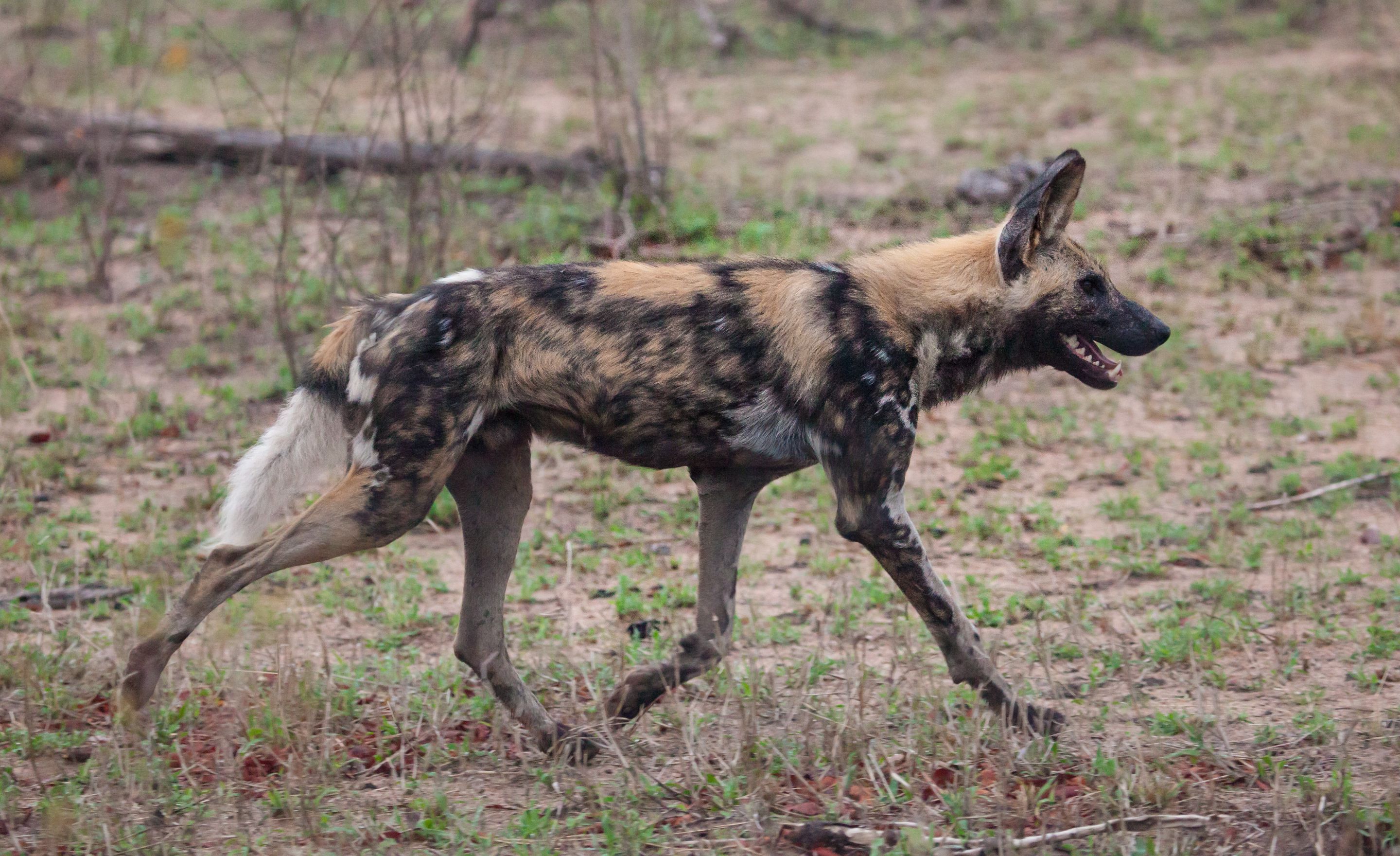 Day 12 SabiSands (27 of 43).jpg