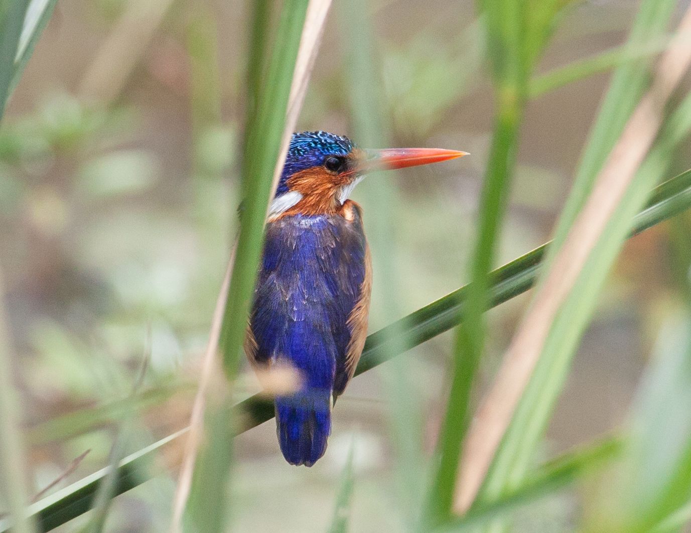 Day 2 Mara (93 of 117).jpg