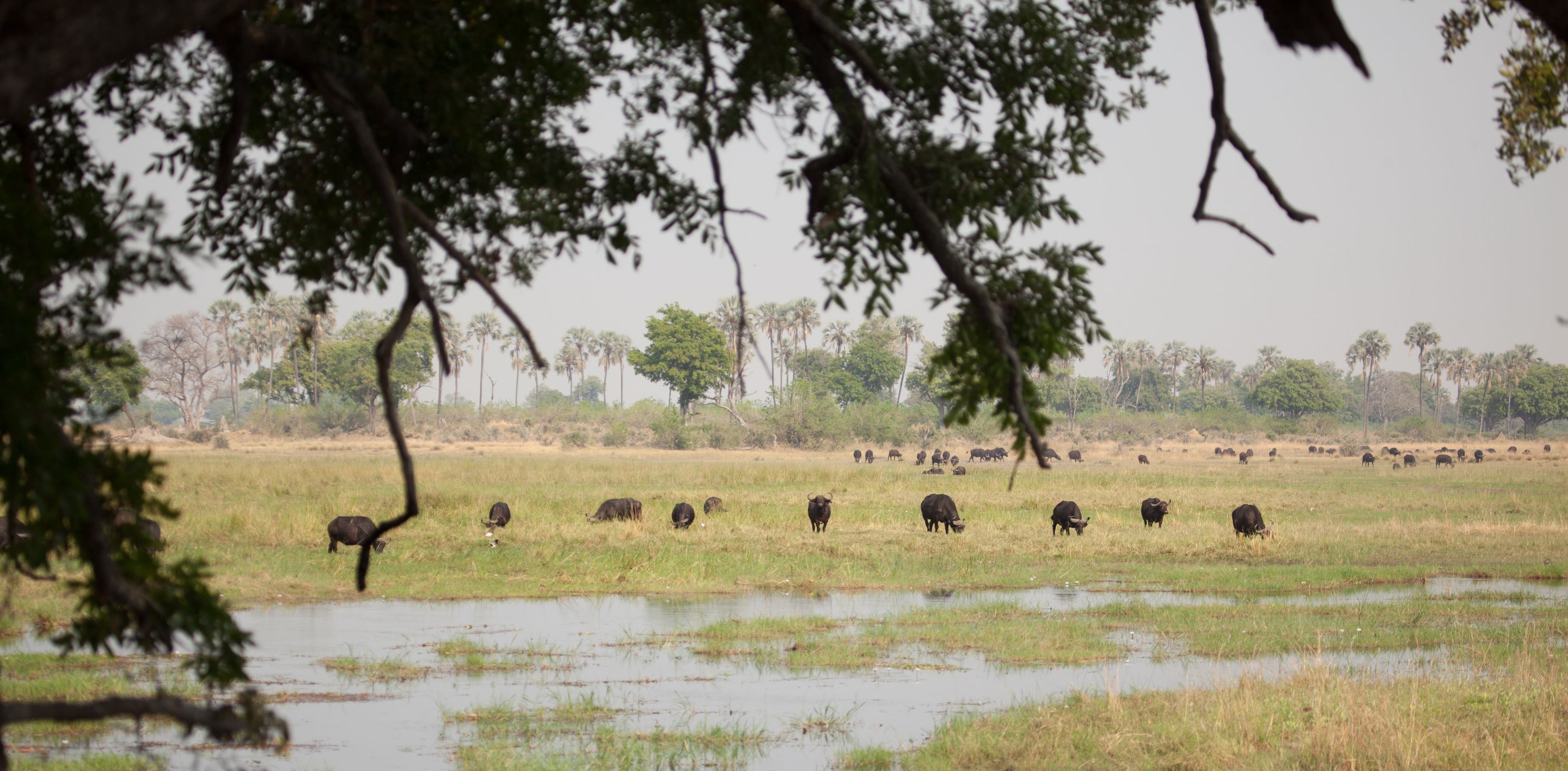 Day 19 Okavango Sandibe (1 of 27).jpg