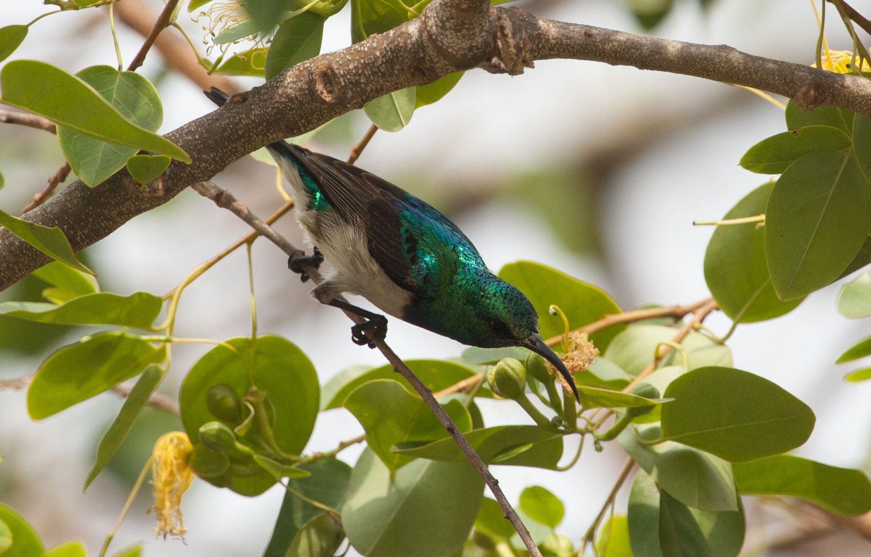 Day 14 SabiSands (14 of 67).jpg