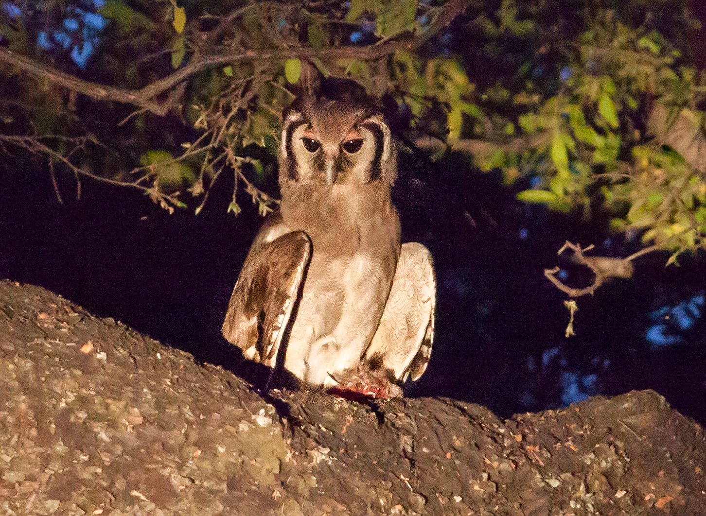 Day 17 Okavango Sandibe (44 of 85).jpg