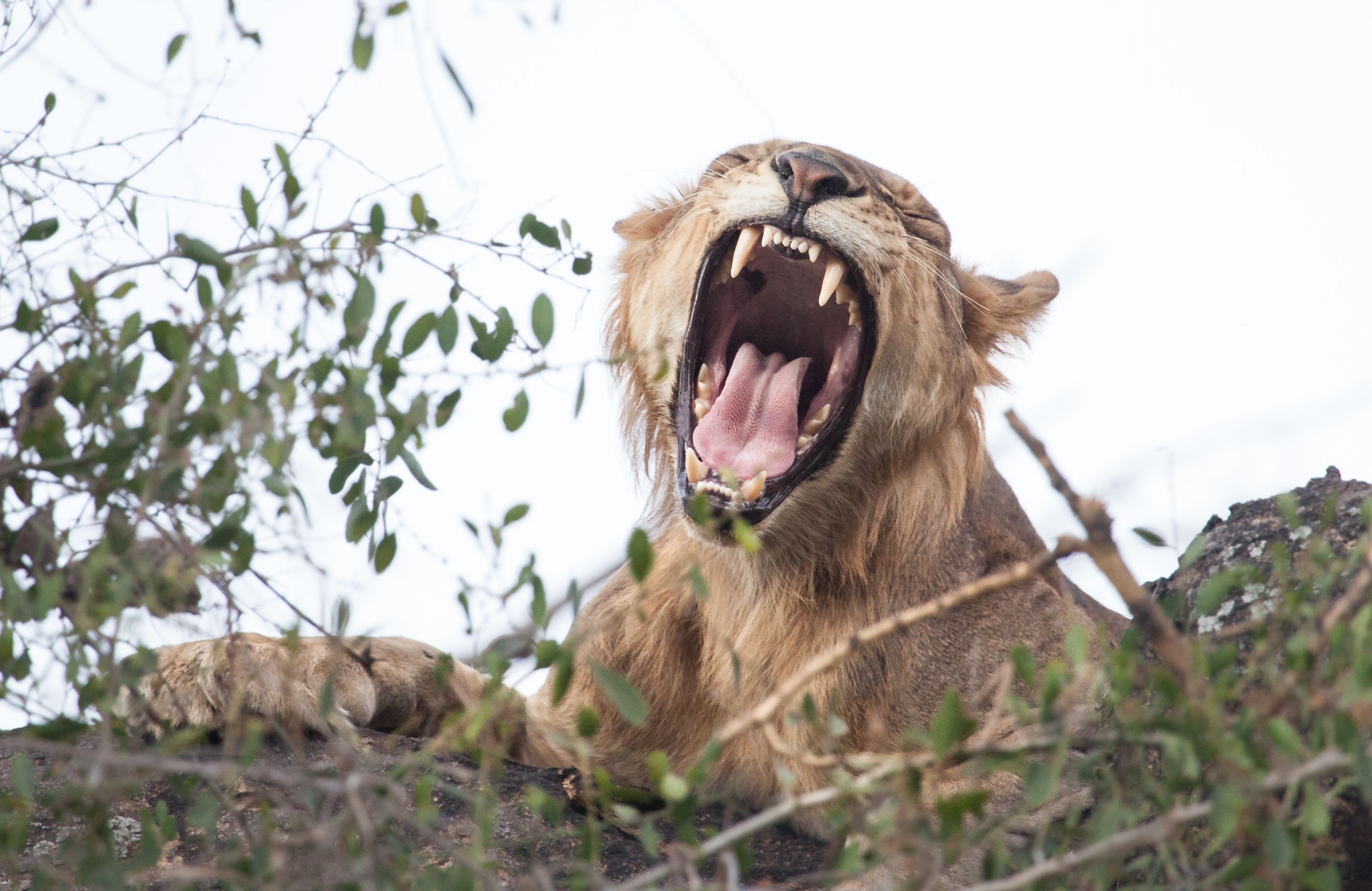 Day 7 Lake Manyara (91 of 103).jpg