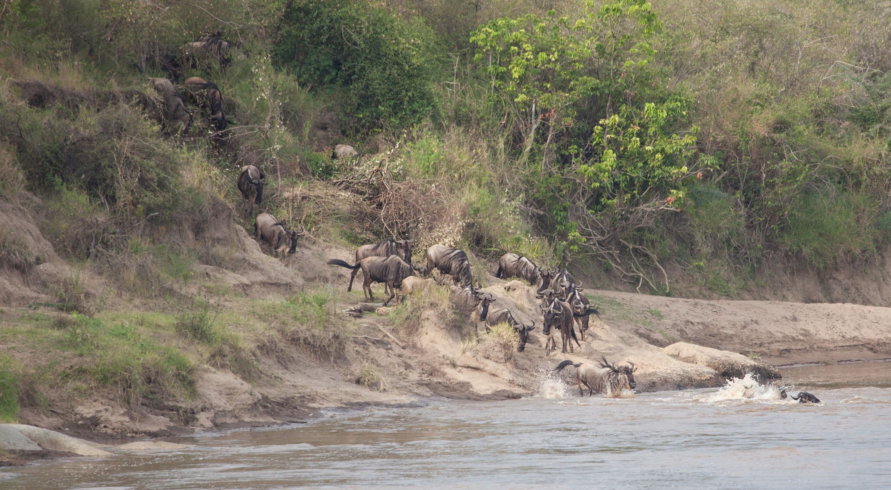 Day 5 Serengeti (20 of 65).jpg