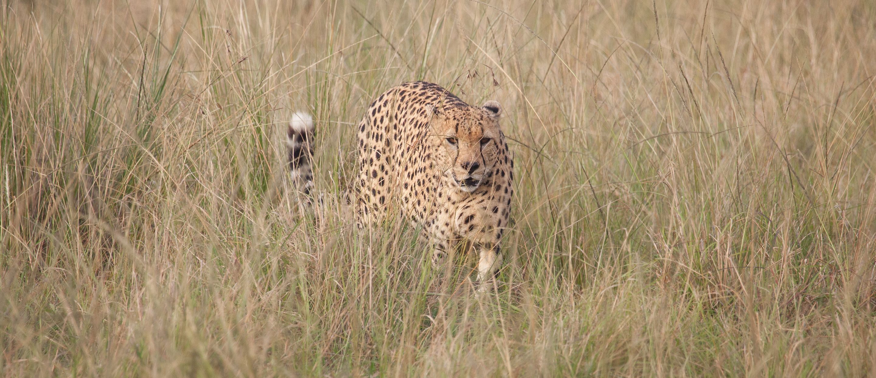 Day 4 Mara (27 of 87).jpg