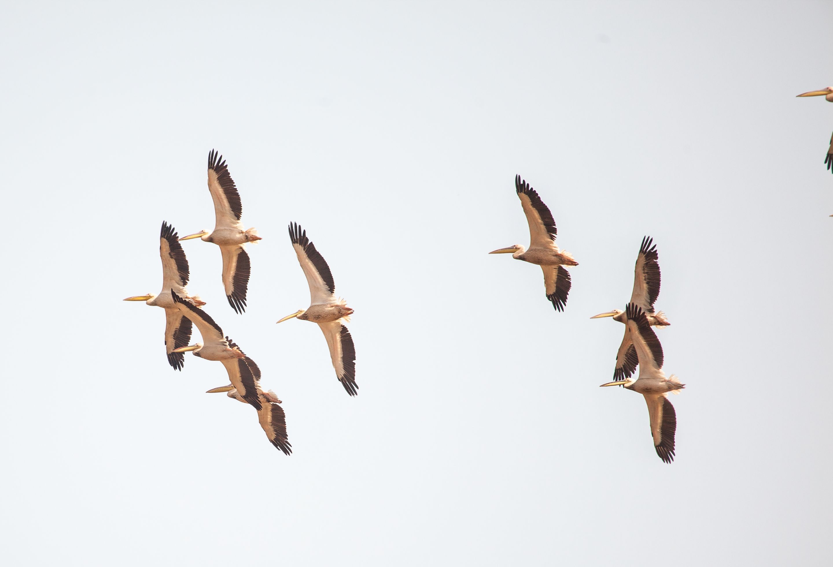 Day 19 Okavango Sandibe (21 of 27).jpg