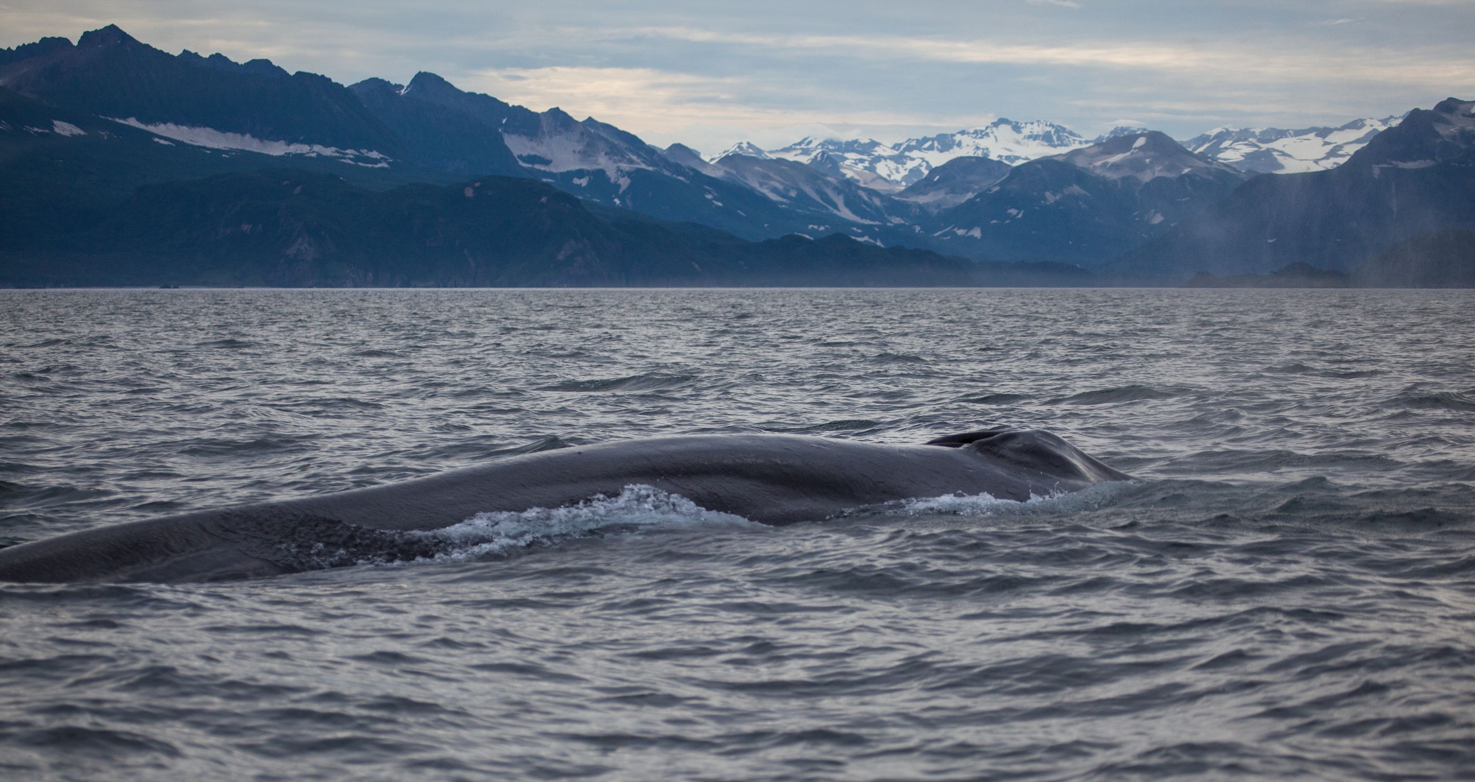 Day 3.3 fin whales (9 of 11).jpg