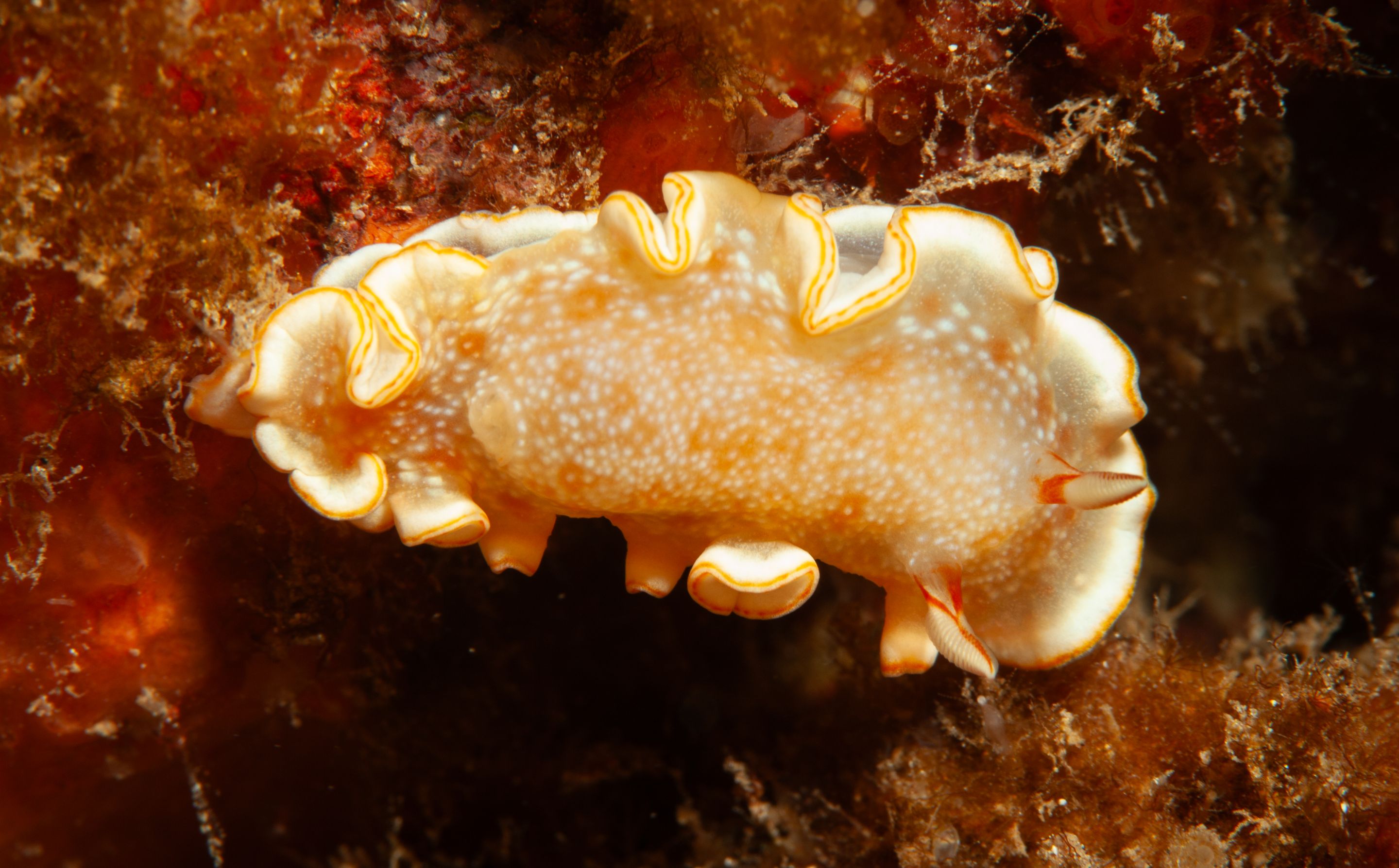 TurtleTown Solo Dive (14 of 36).jpg