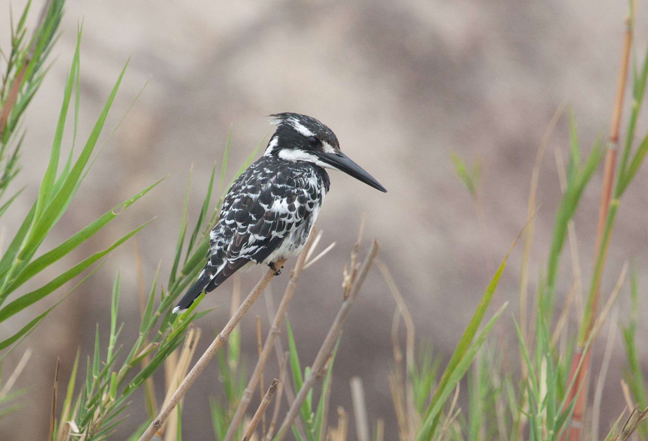 Day 14 SabiSands (60 of 67).jpg