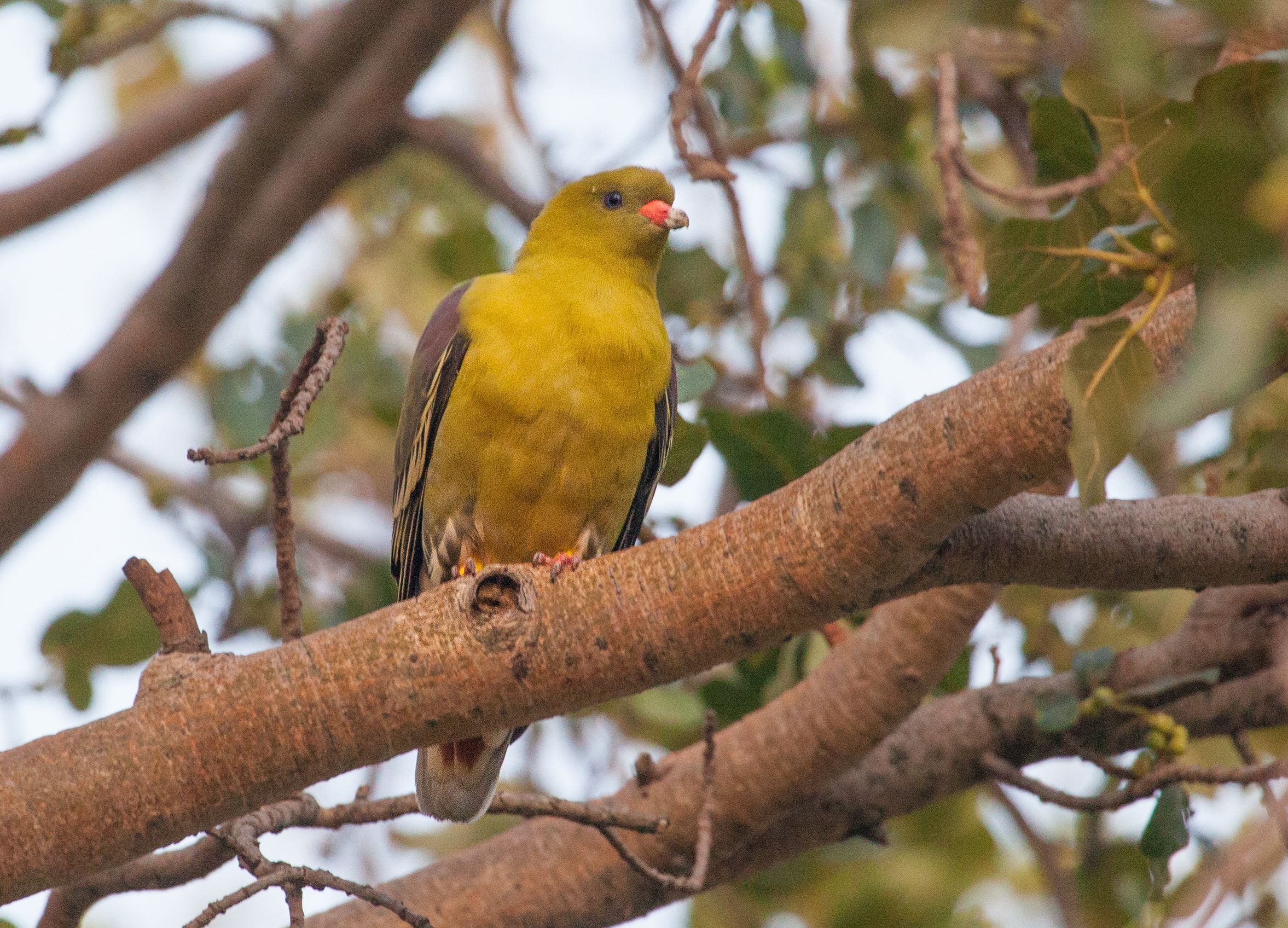 Day 6 Serengeti (3 of 62).jpg