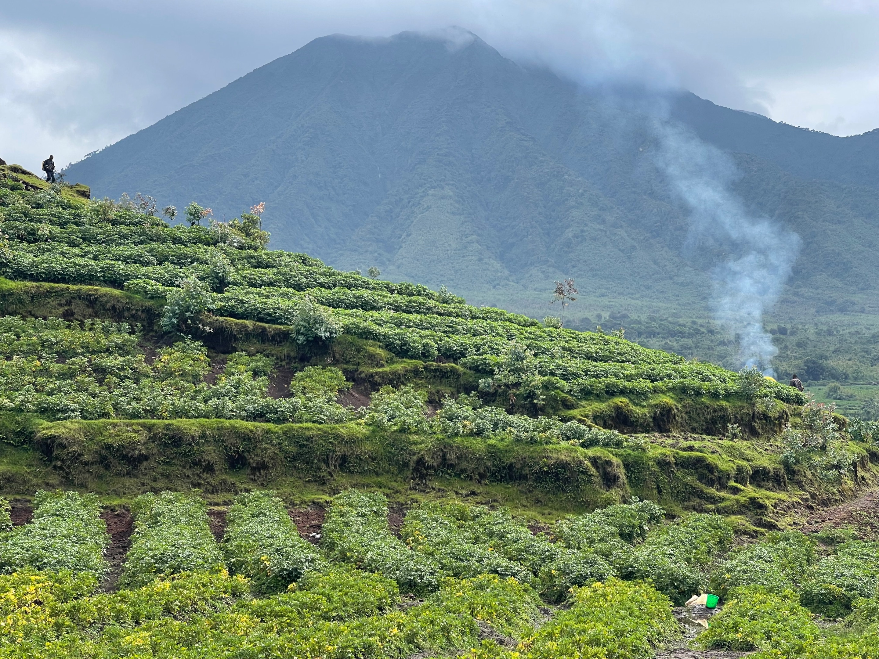 Day 10 Gorillas (47 of 61).jpg