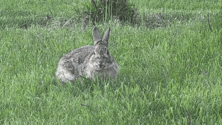 1000012124.gif
