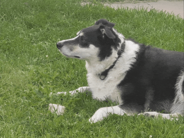 1000015919.gif