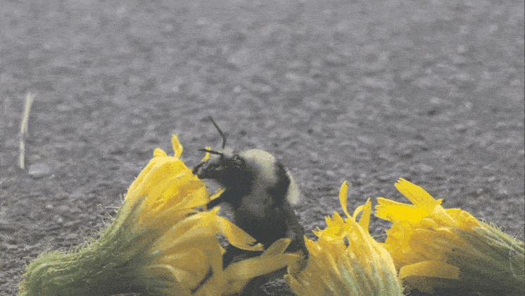 1000016095.gif