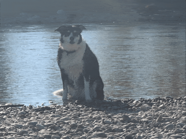 1000017512.gif