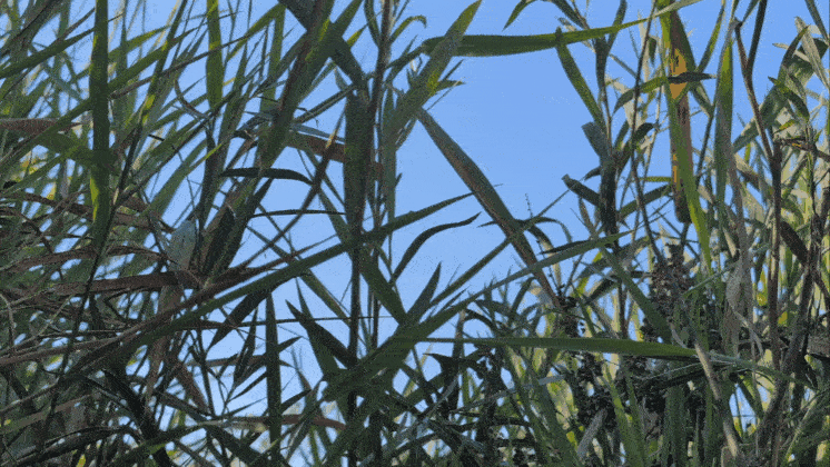 1000016629.gif