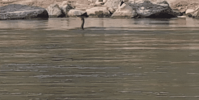 1000016814.gif