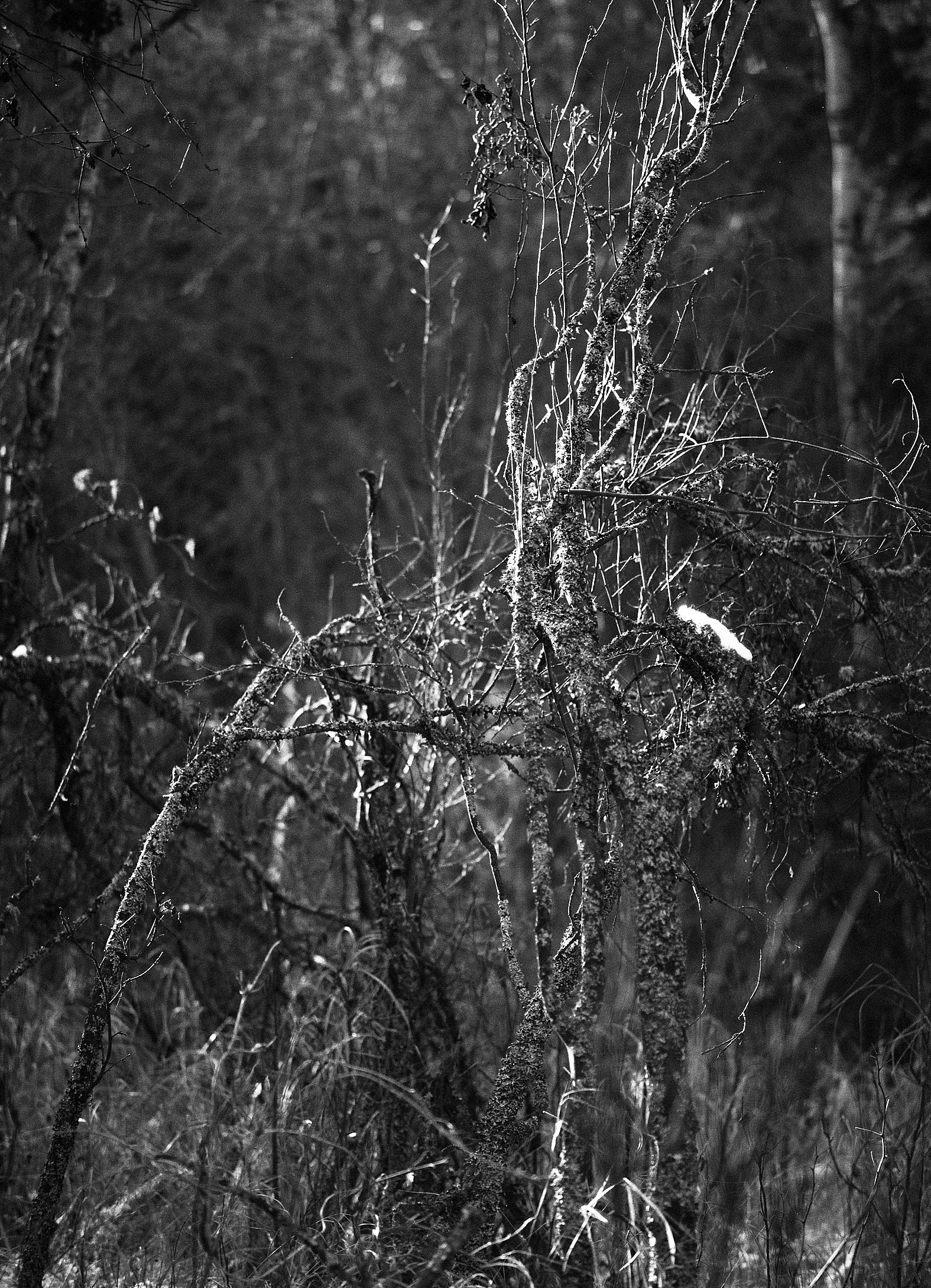 Mamiya645Trix400033_Social Media.jpg