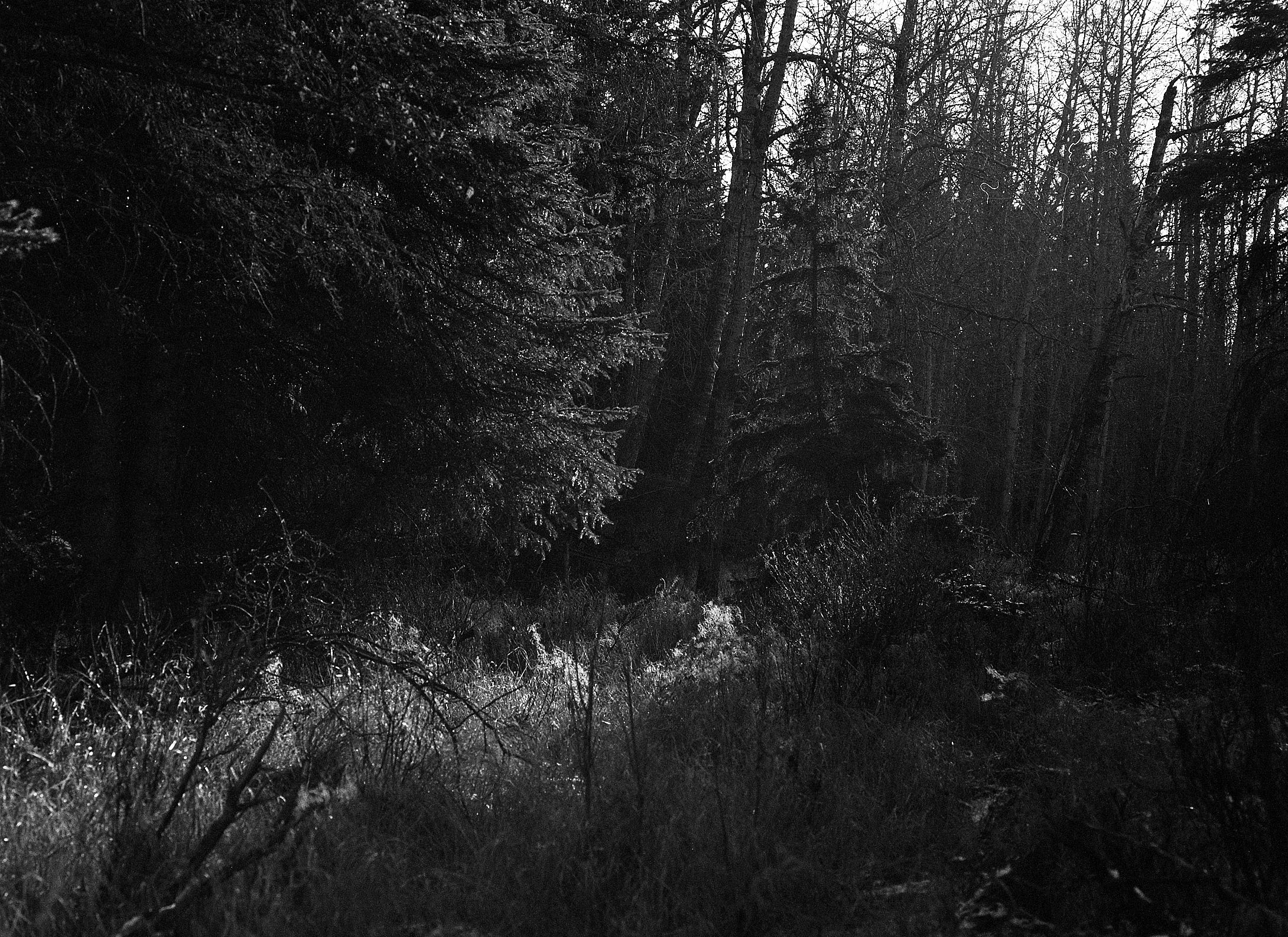 Mamiya645Trix400049_Social Media.jpg