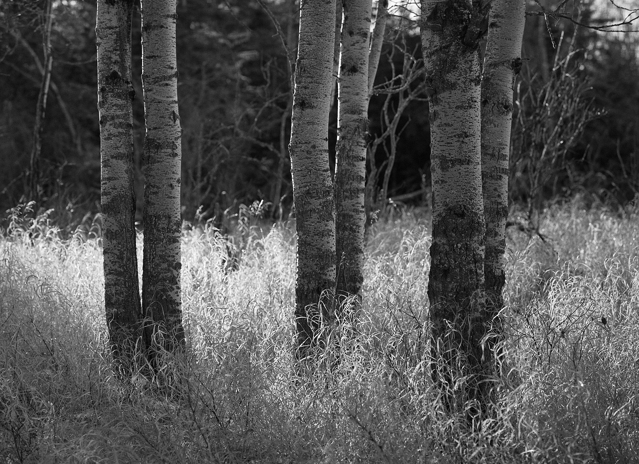 Mamiya645Trix400035_Social Media.jpg