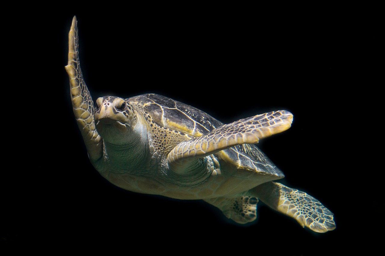 turtle-1593875_1280.jpg
